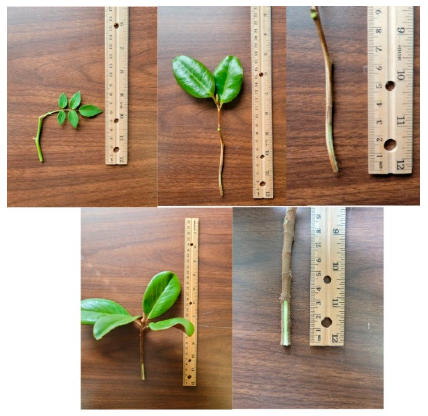 Agronomy 12 02243 g001 Agronomy 12 02243 g001