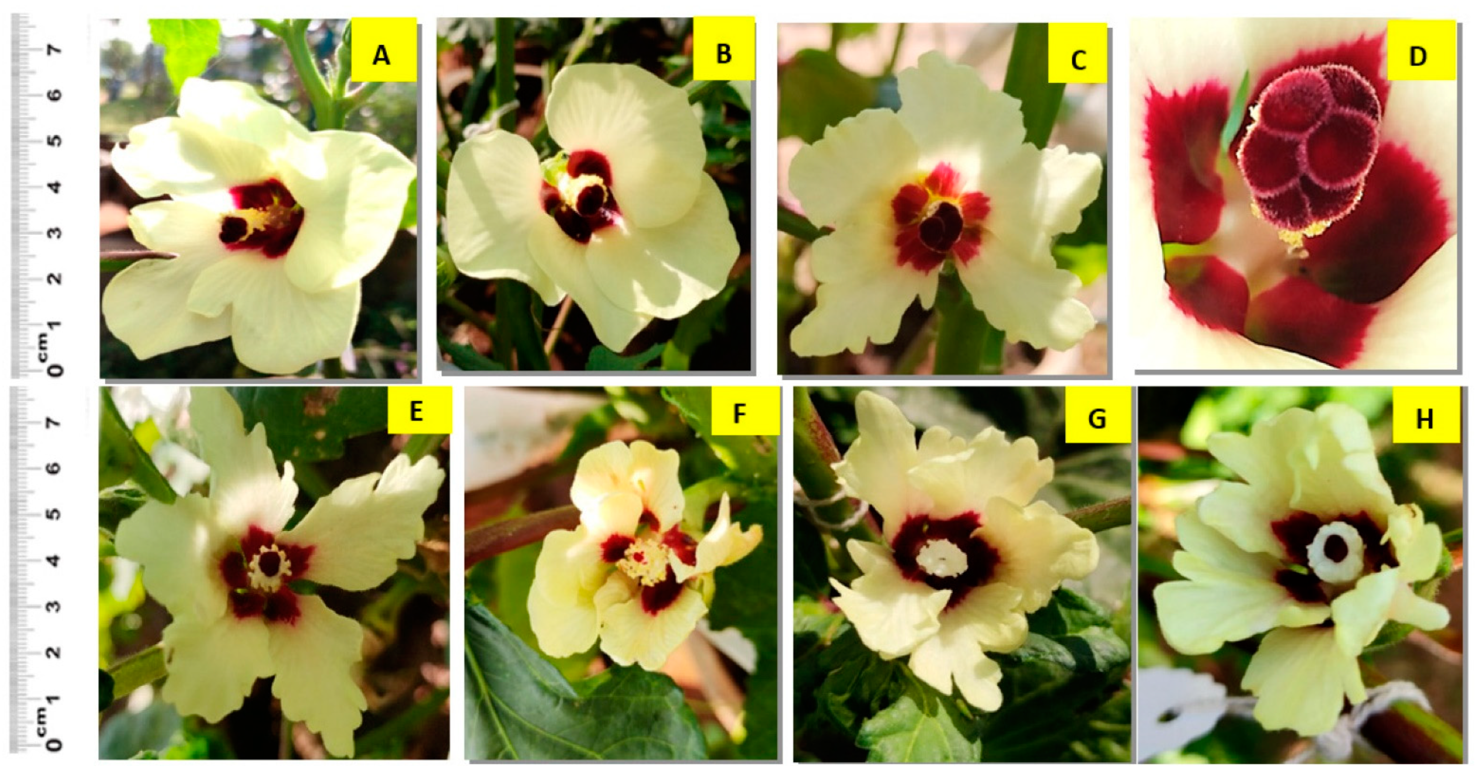 Agronomy 12 02247 g003 Agronomy 12 02247 g003