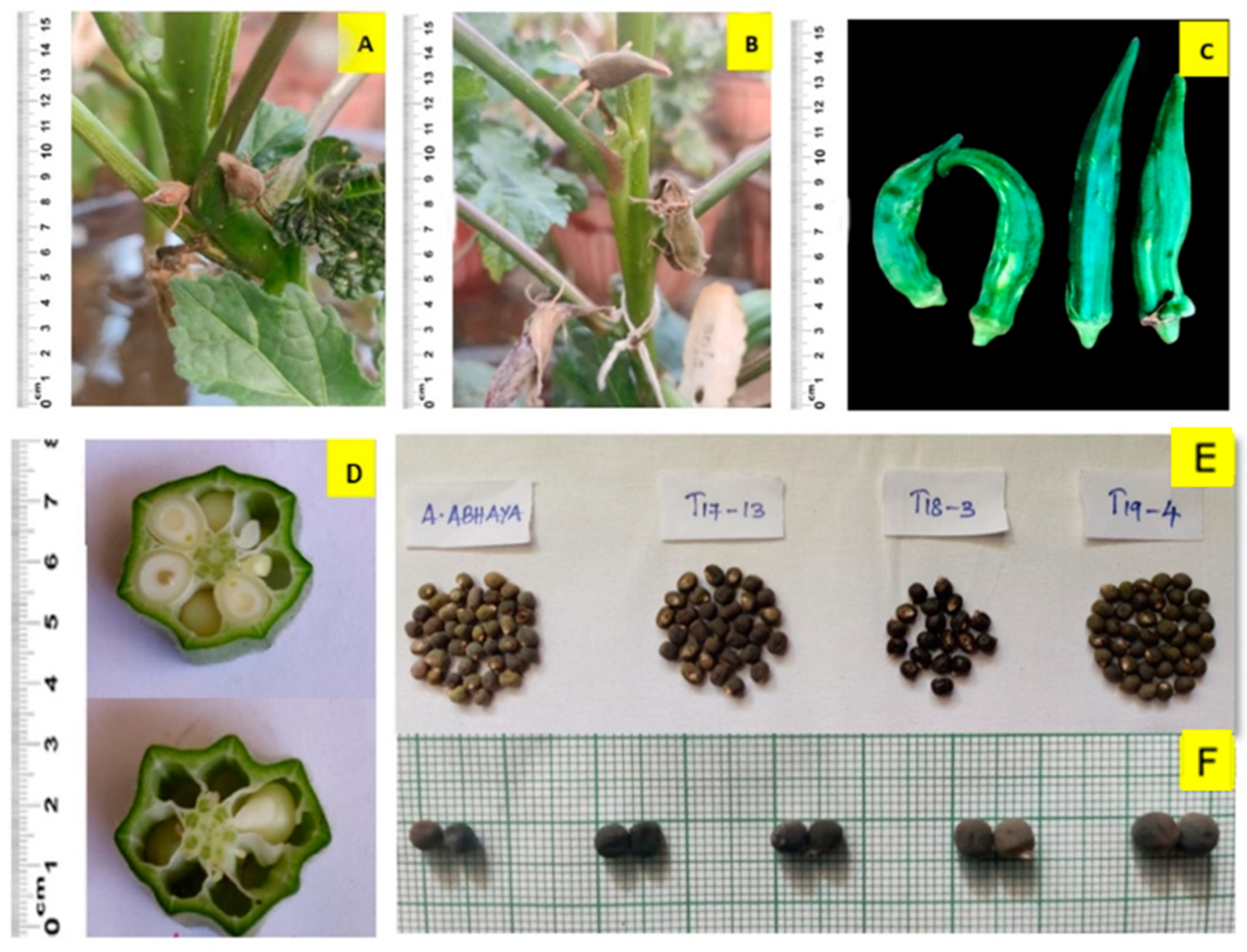 Agronomy 12 02247 g005 Agronomy 12 02247 g005