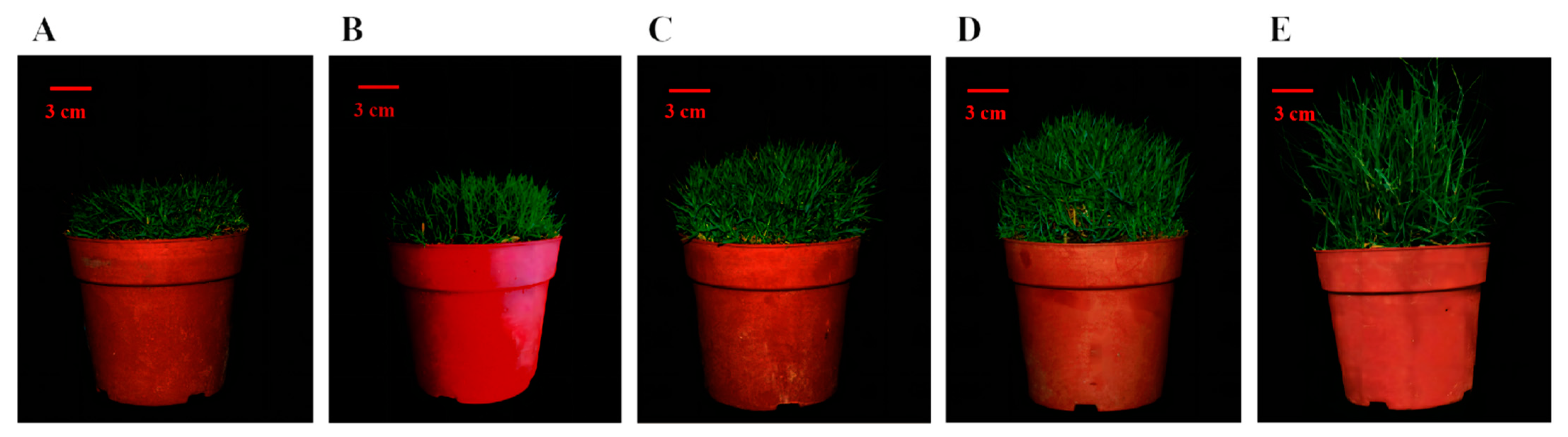 Agronomy 12 02254 g004