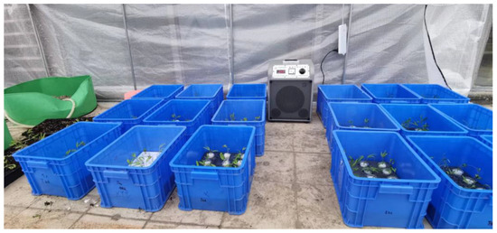 Effects of Sound Wave and Water Management on Growth and Cd