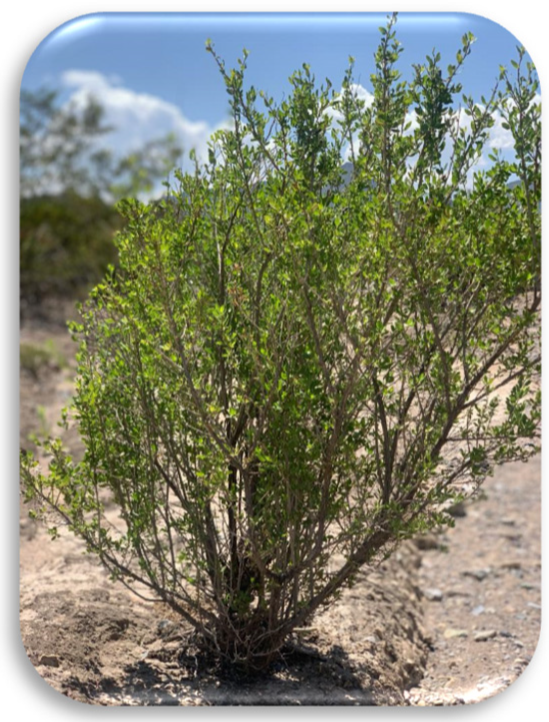 Agronomy 12 02274 g001