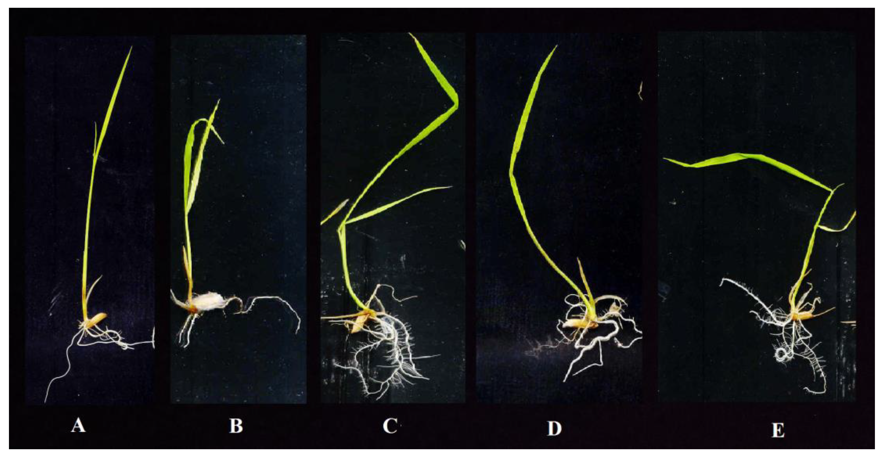 Agronomy 12 02292 g007 Agronomy 12 02292 g007
