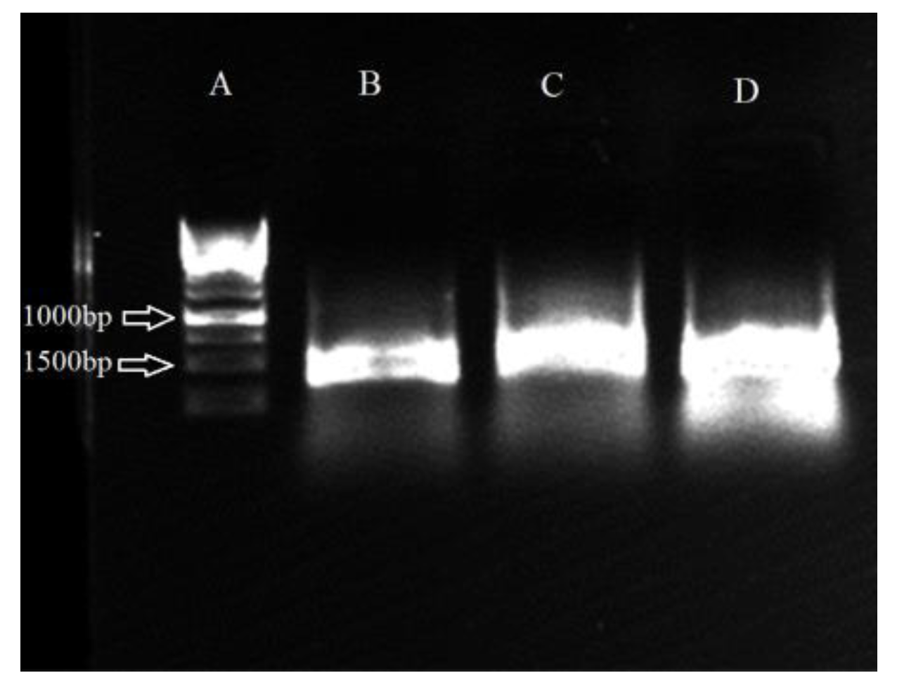 Agronomy 12 02292 g009 Agronomy 12 02292 g009