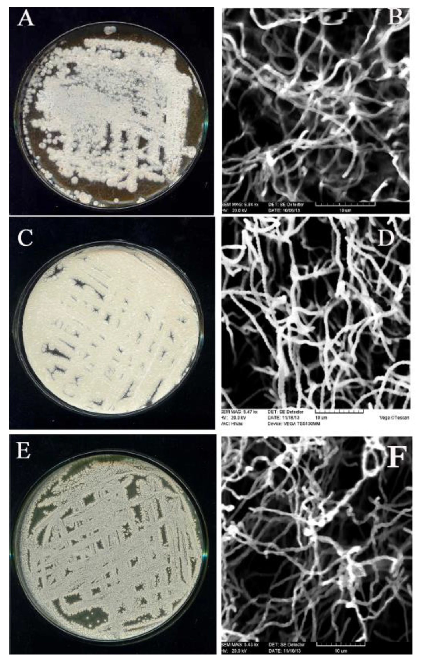 Agronomy 12 02292 g010 Agronomy 12 02292 g010