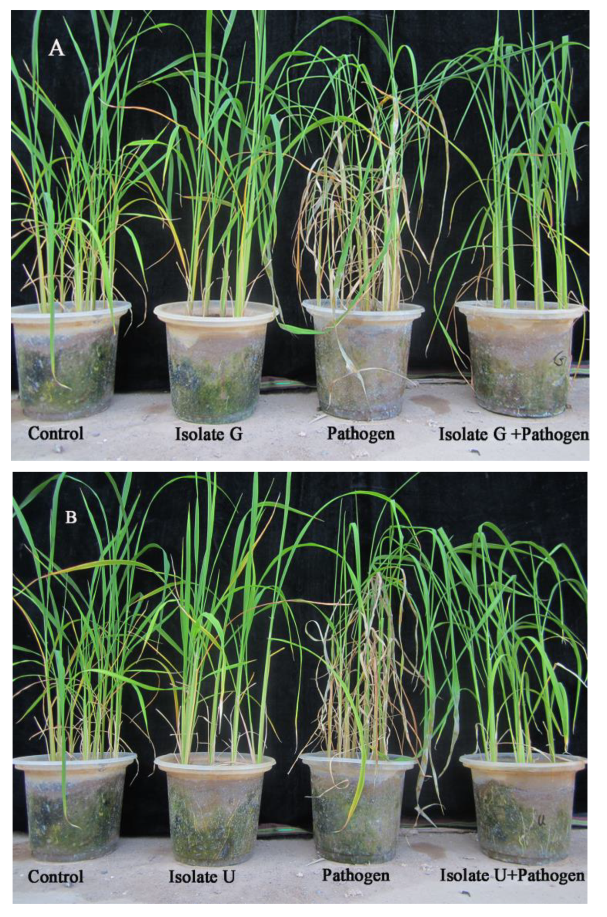 Agronomy 12 02292 g012a Agronomy 12 02292 g012a