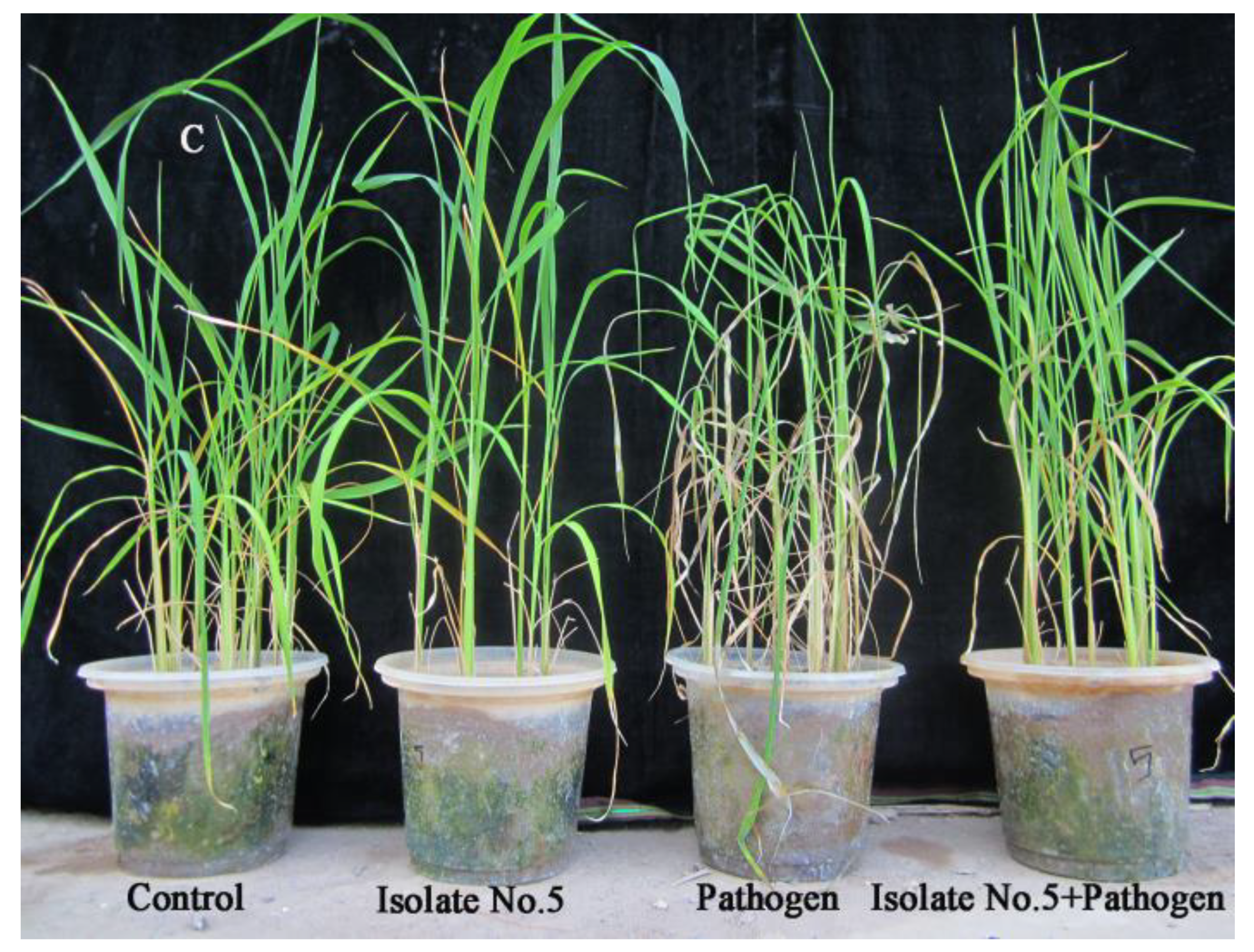 Agronomy 12 02292 g012b Agronomy 12 02292 g012b