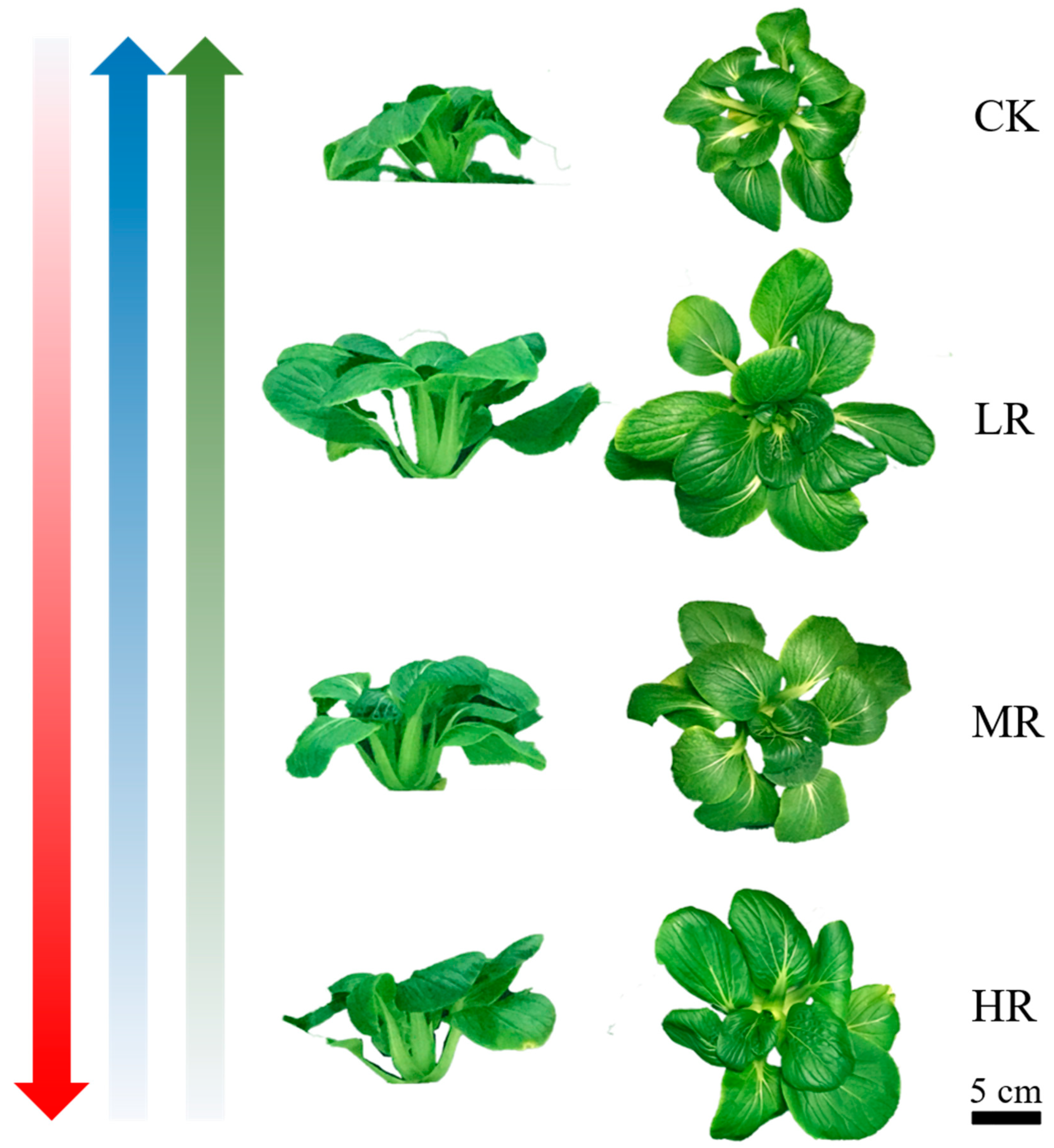 Agronomy 12 02322 g002