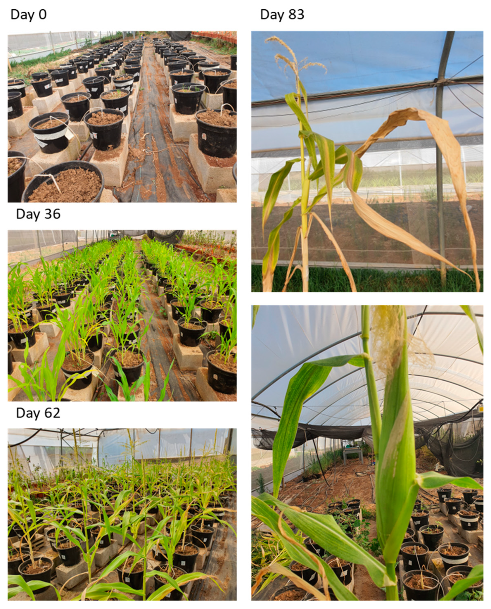 Agronomy 12 02339 g004