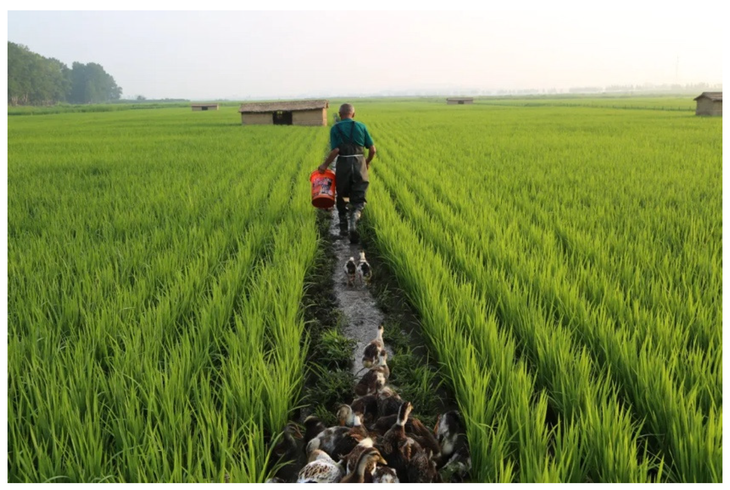 Agronomy 12 02342 g002