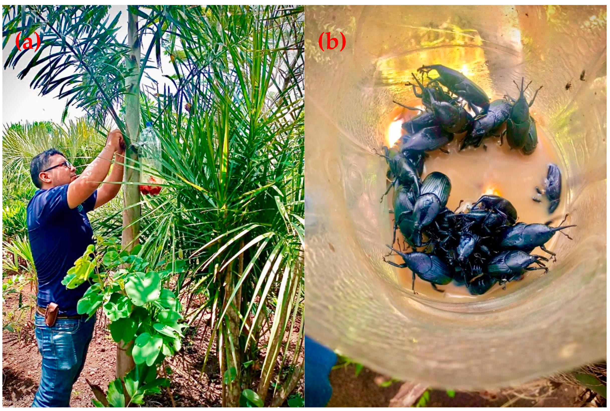 Agronomy 12 02371 g002