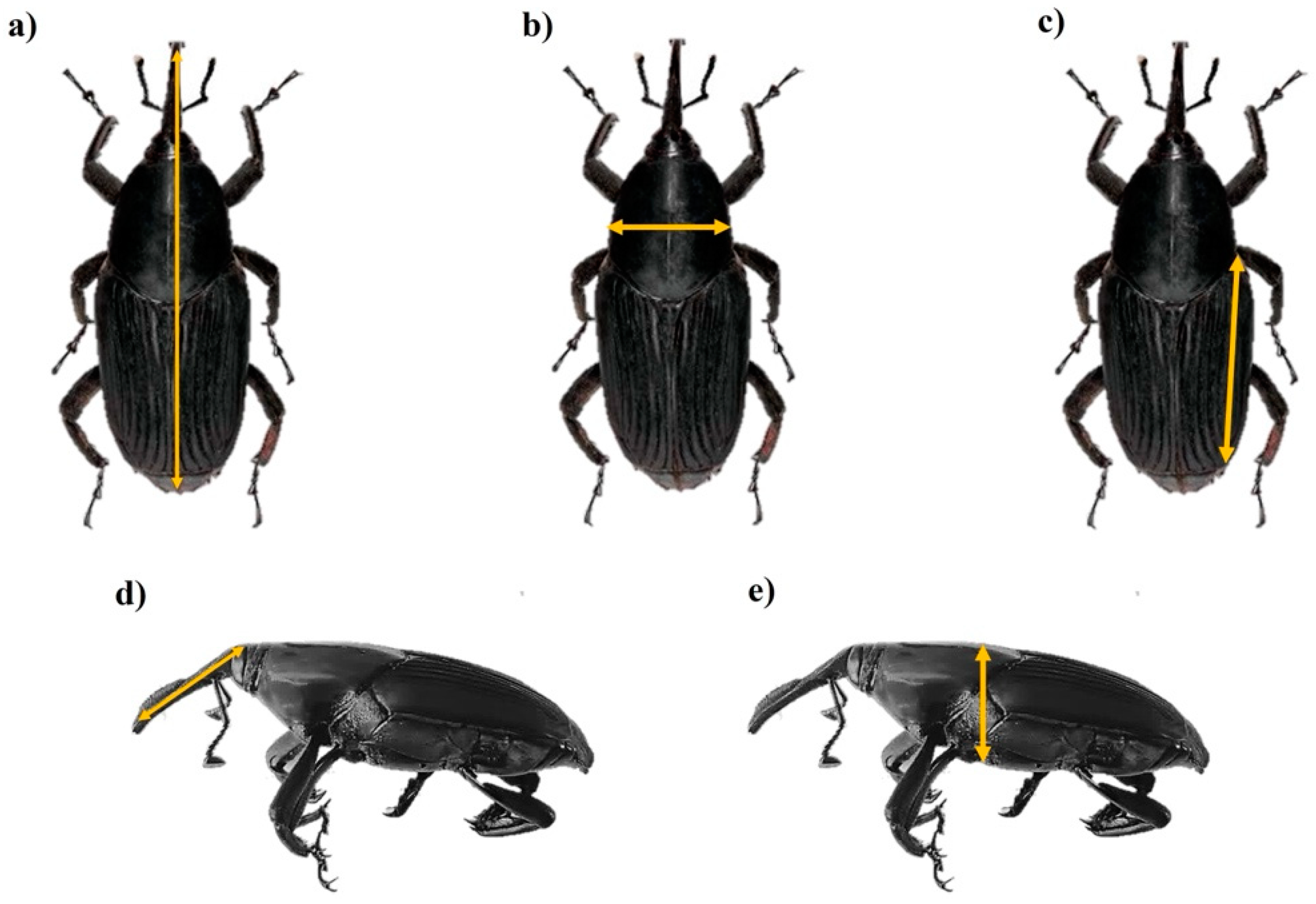 PDF) Growth Performance of the Red-Stripe Weevil Rhynchophorus schach Oliv.  (Insecta: Coleoptera: Curculionidae) on Meridic Diets