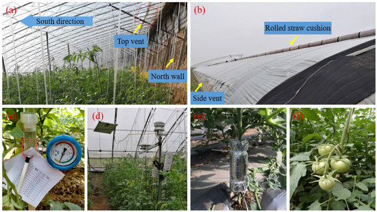 Estimating Tomato Transpiration Cultivated in a Sunken Solar