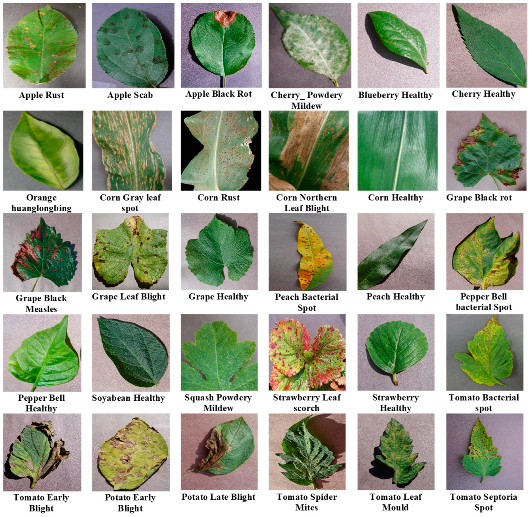 Agronomy | Free Full-Text | Deep Learning-Based Leaf Disease Detection in  Crops Using Images for Agricultural Applications