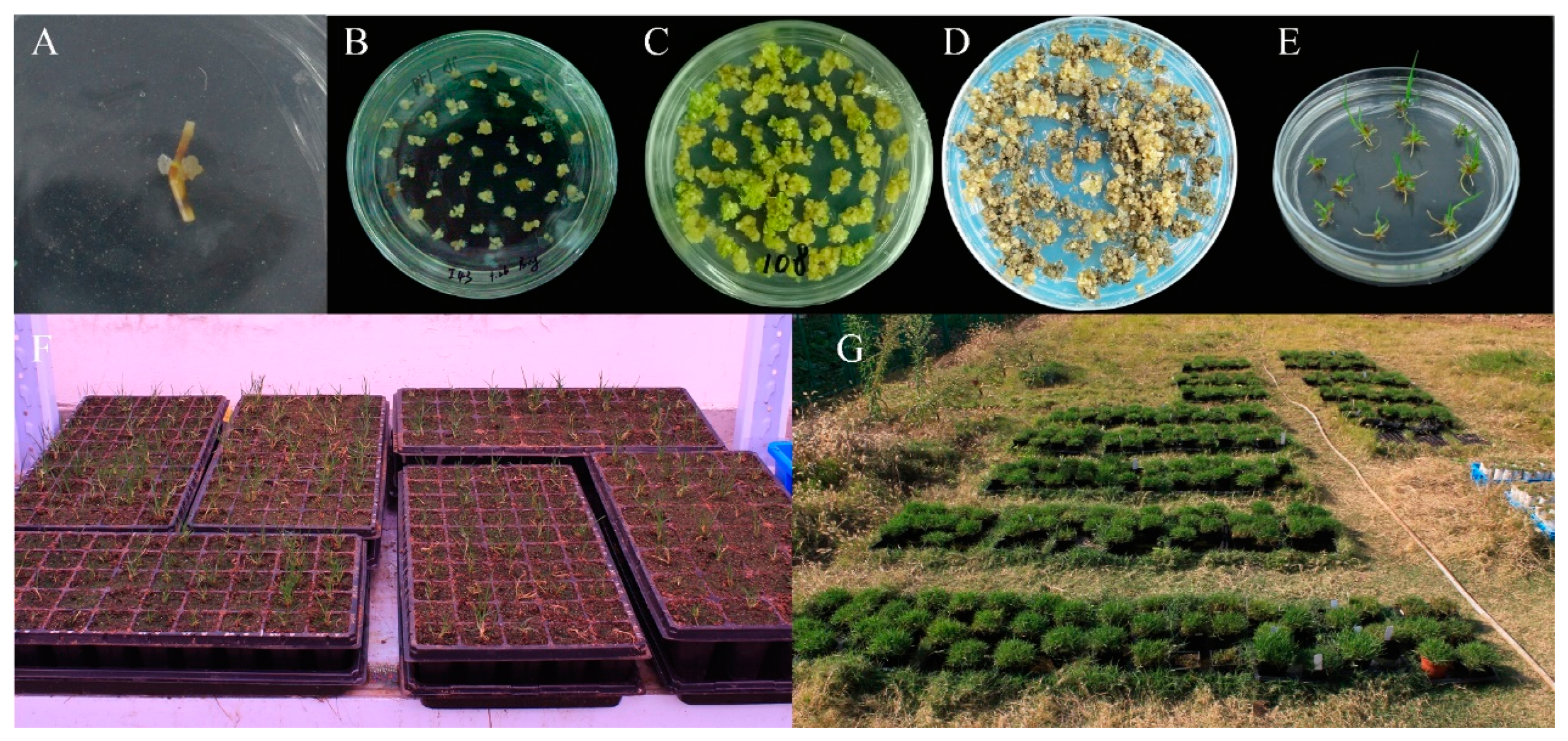 Agronomy 12 02408 g001 Agronomy 12 02408 g001