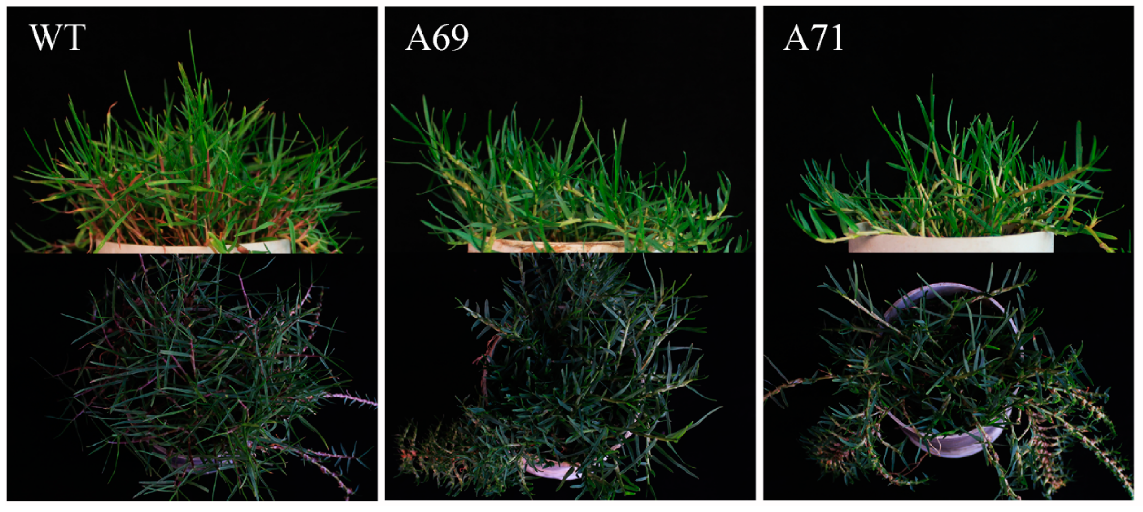 Agronomy 12 02408 g003 Agronomy 12 02408 g003