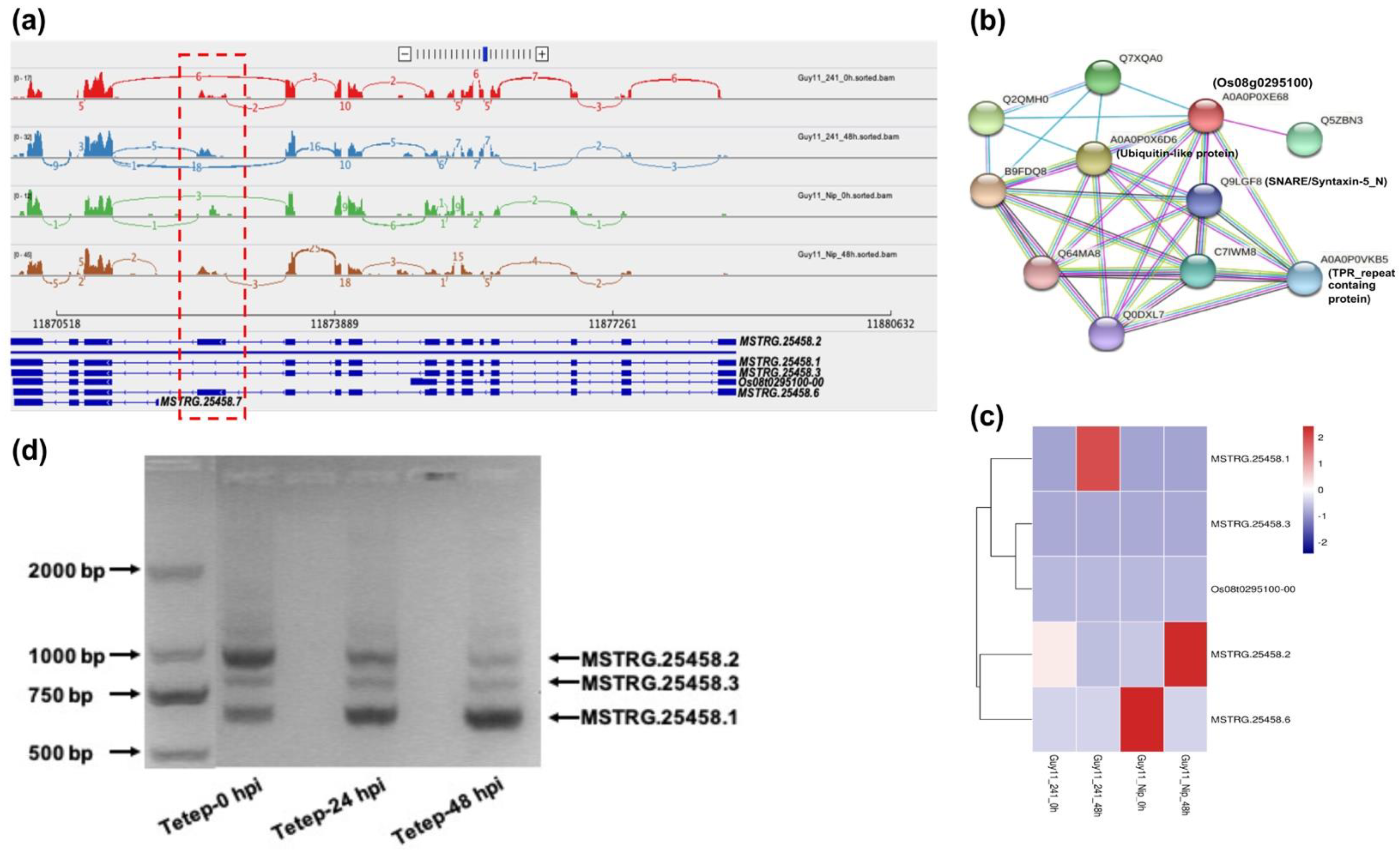 Agronomy 12 02414 g004