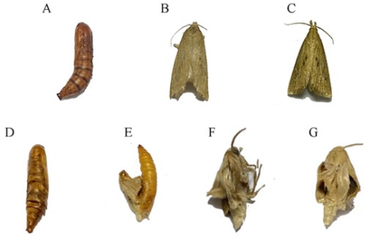 Agronomy 12 02429 g001