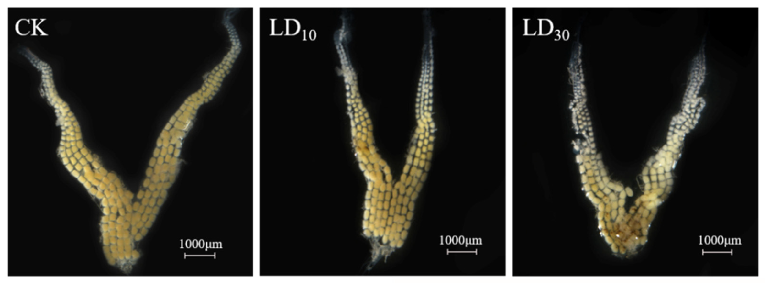 Agronomy 12 02429 g002