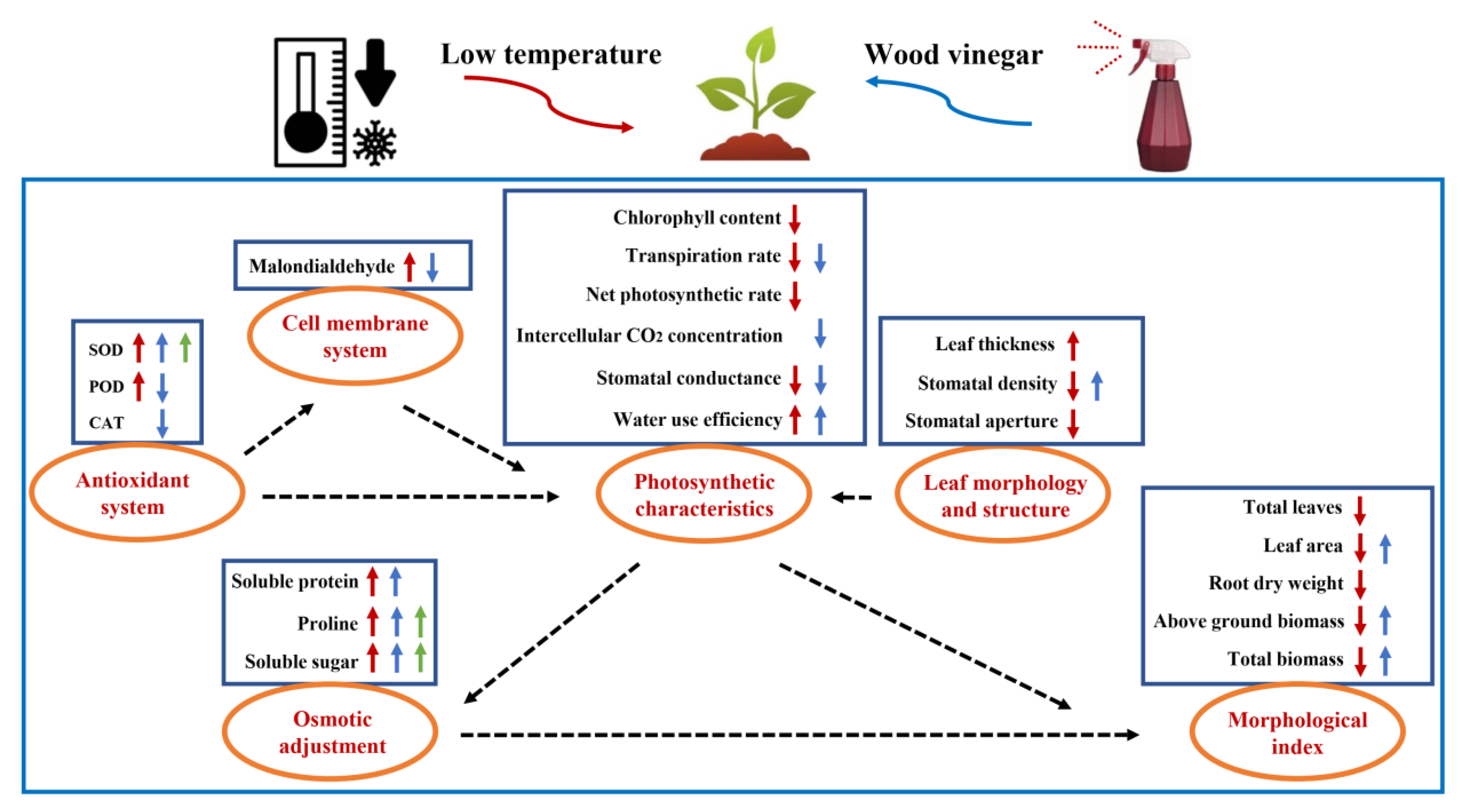 Agronomy 12 02453 g005