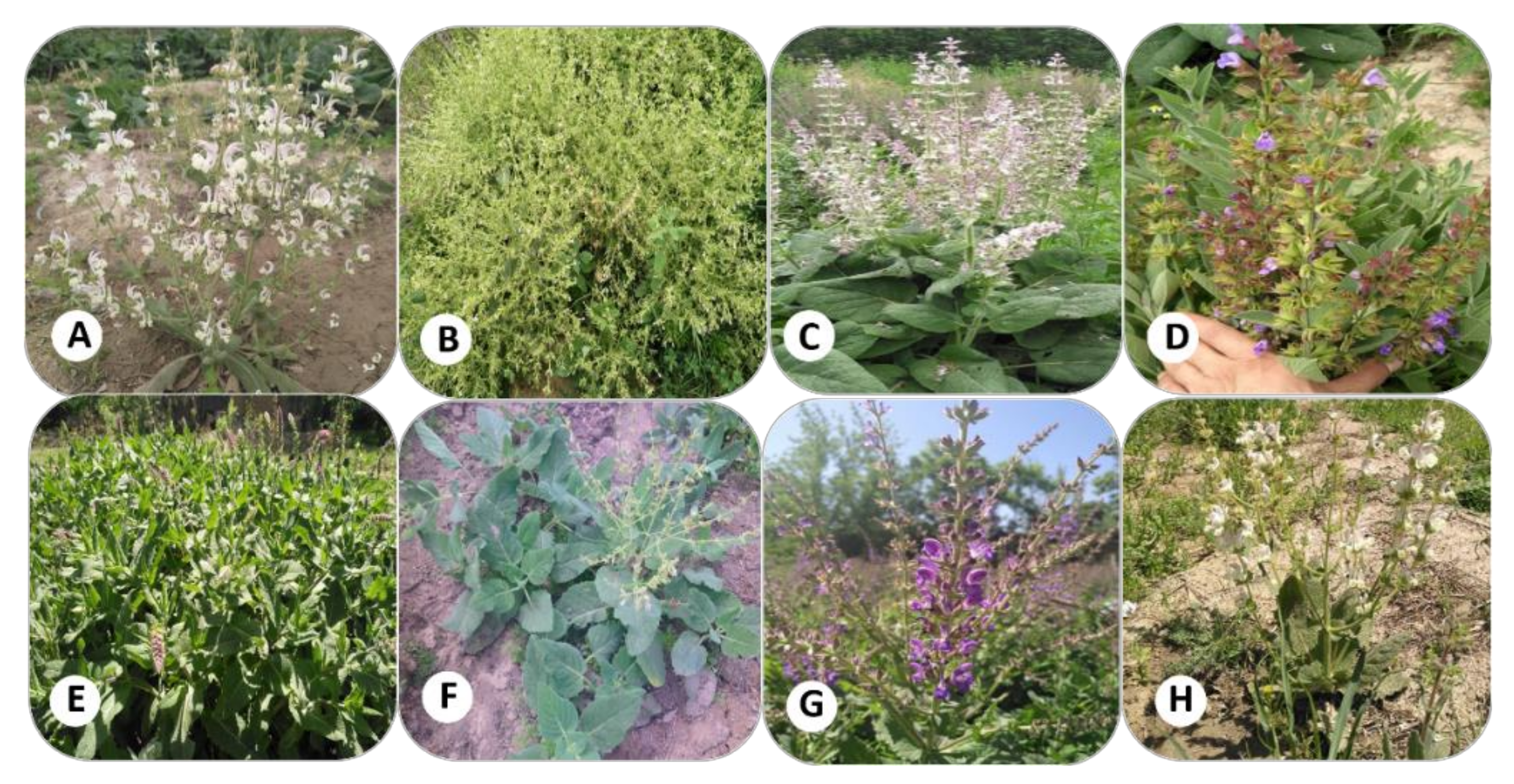 Agronomy 12 02455 g001