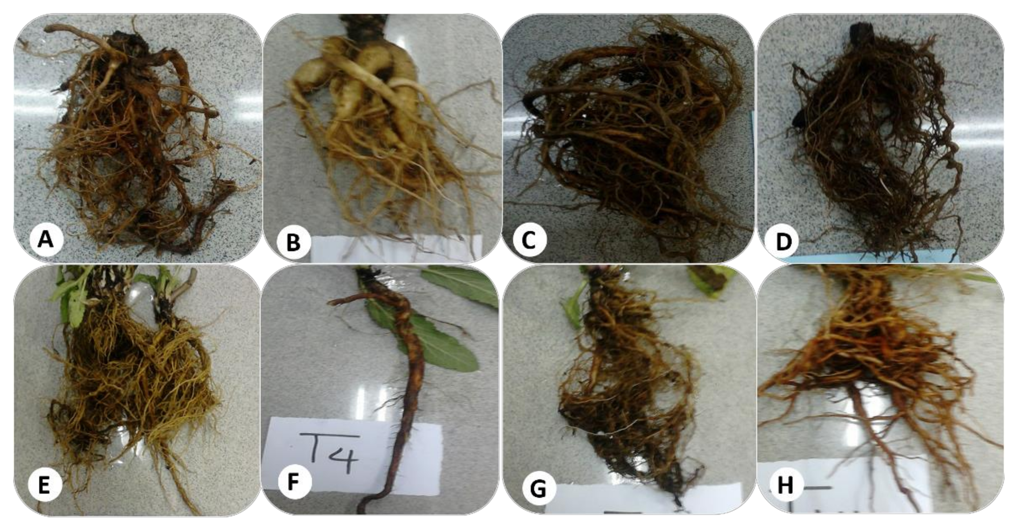 Agronomy 12 02455 g002