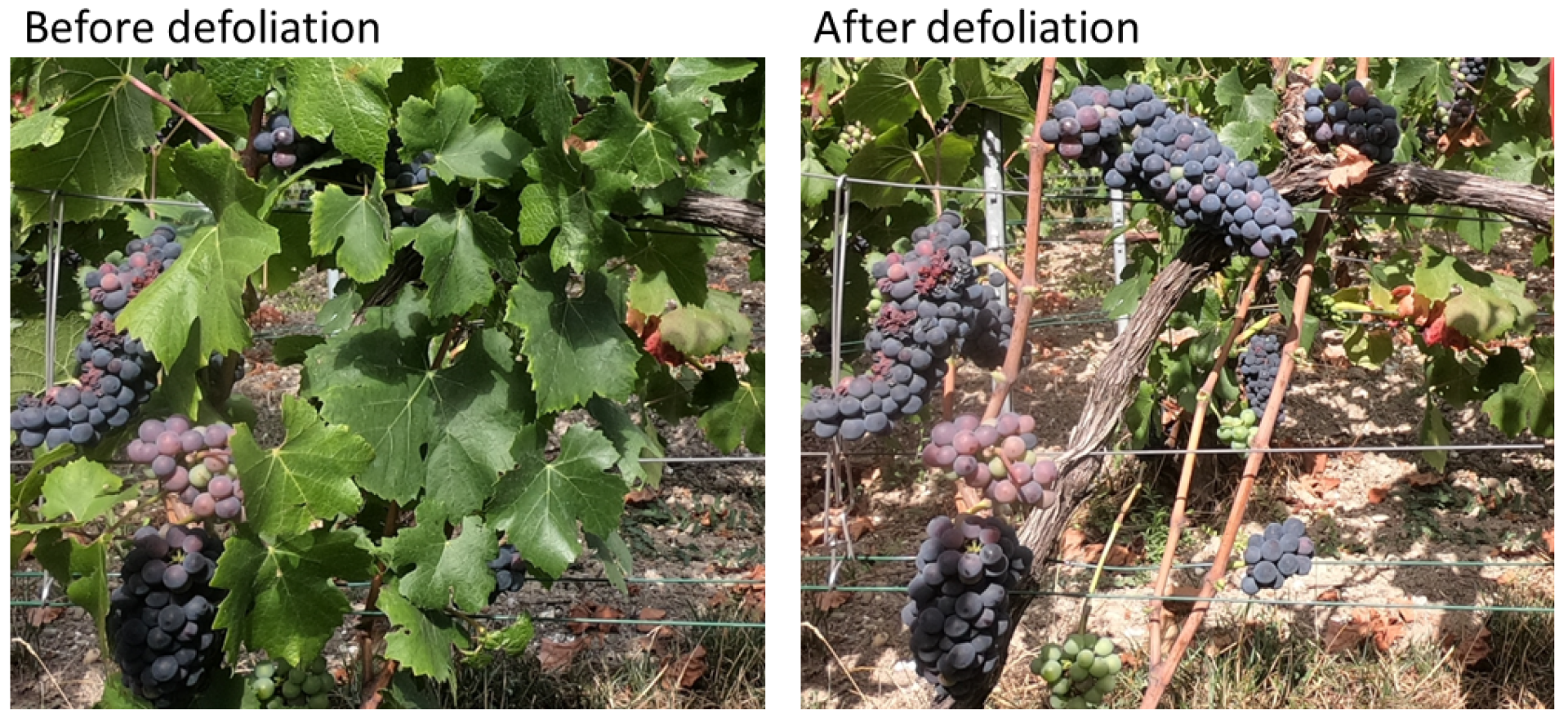 Agronomy 12 02463 g003