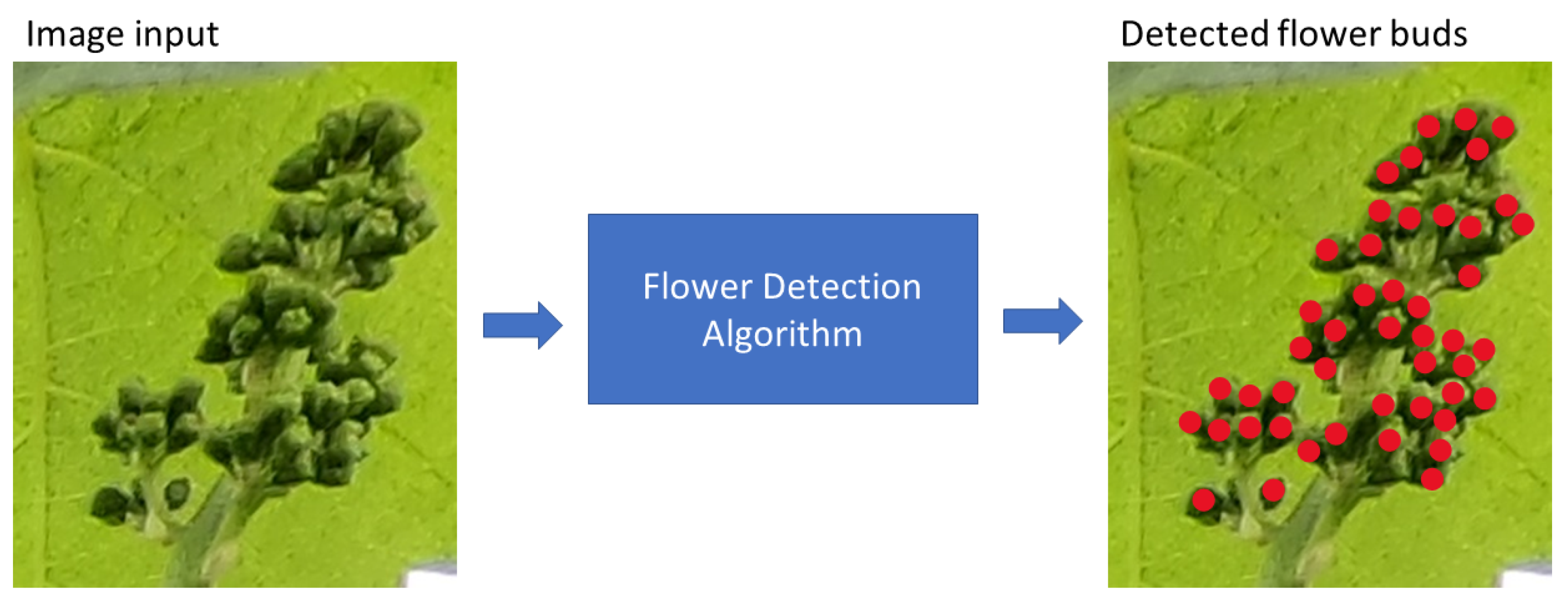 Agronomy 12 02463 g004