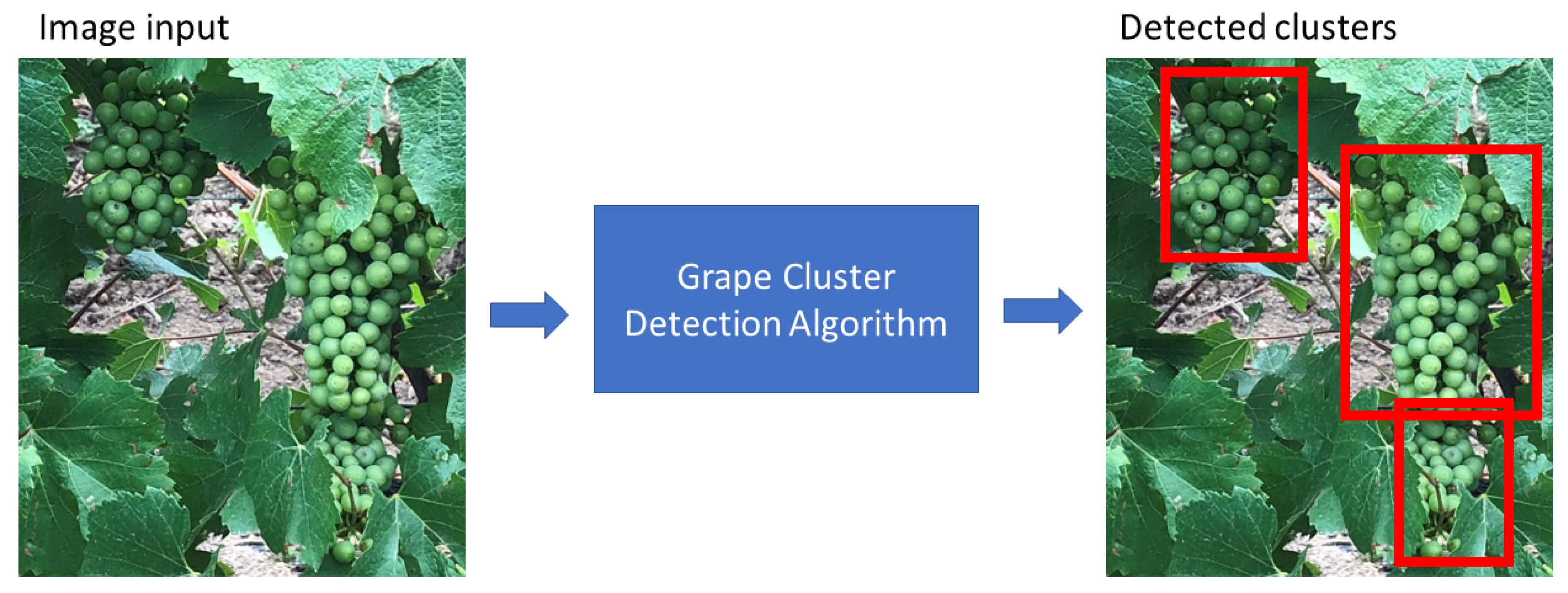 Agronomy 12 02463 g005