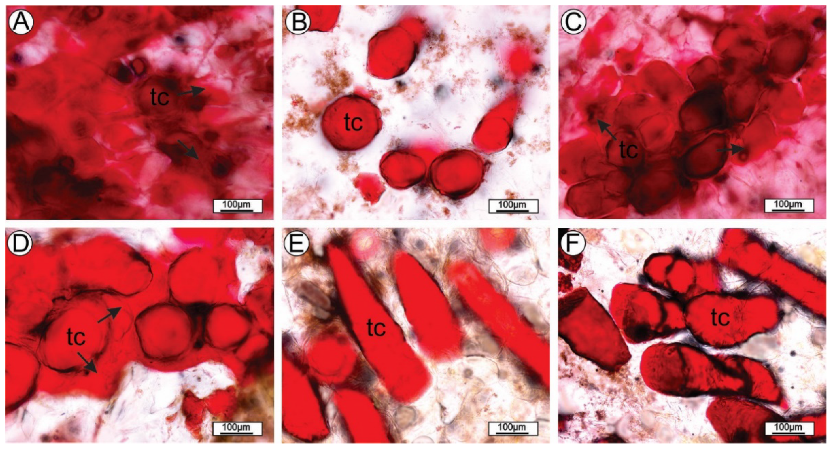 Agronomy 12 02464 g002
