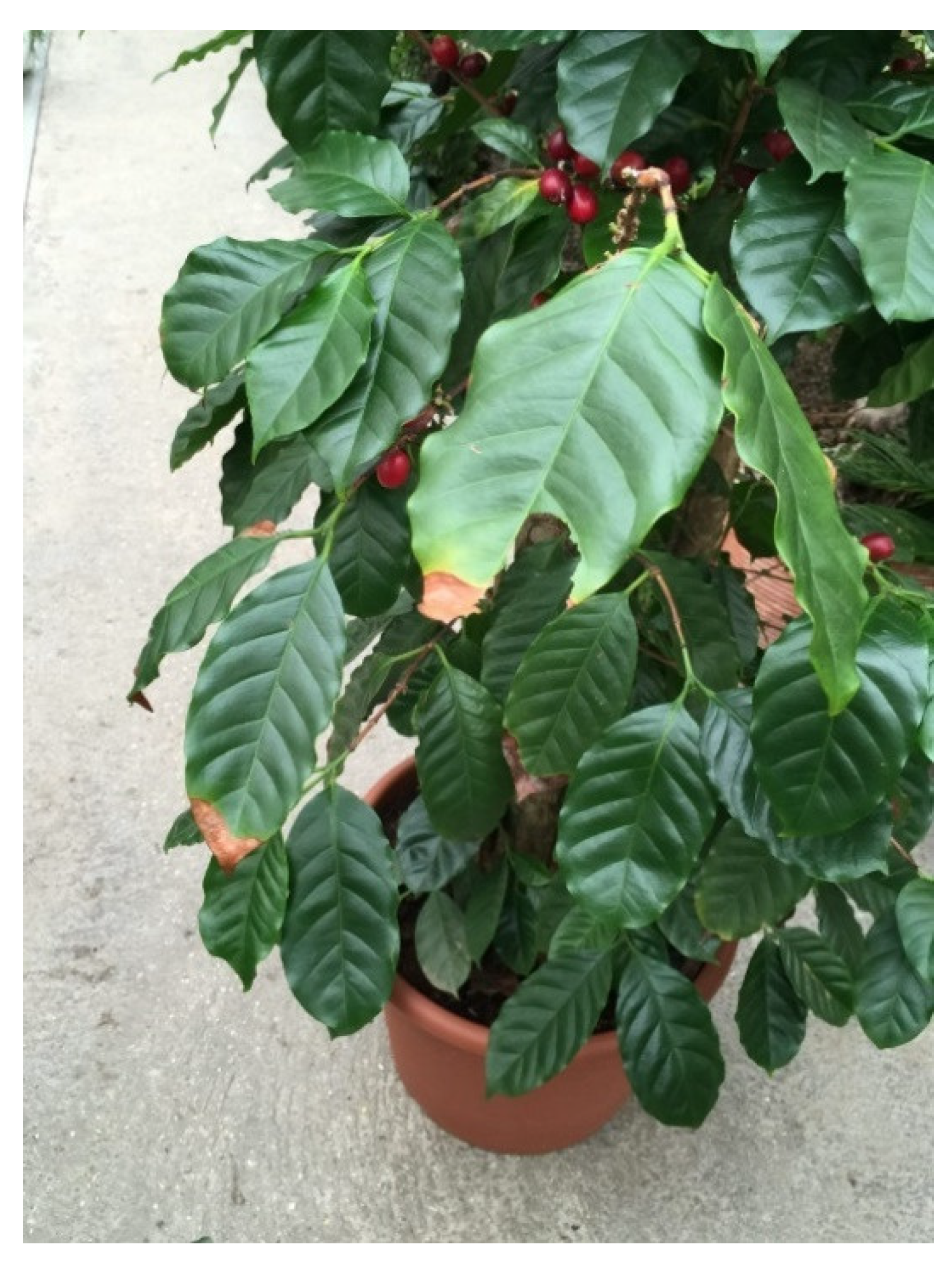 Agronomy 12 02475 g002 Agronomy 12 02475 g002