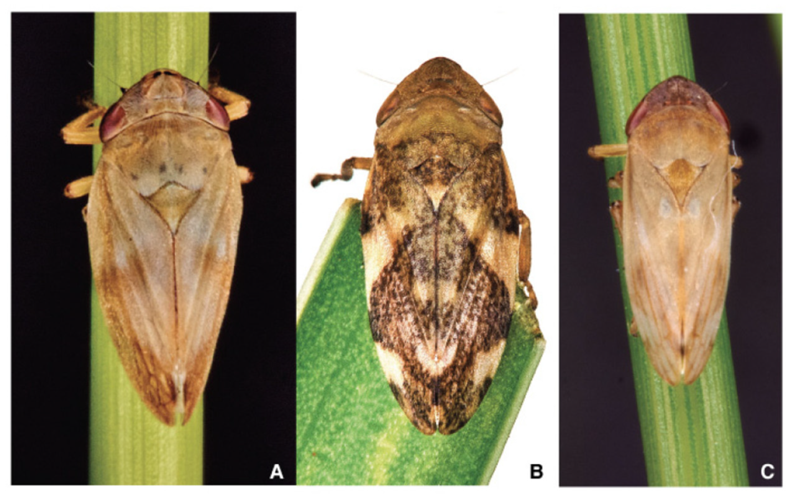 Agronomy 12 02475 g006 Agronomy 12 02475 g006