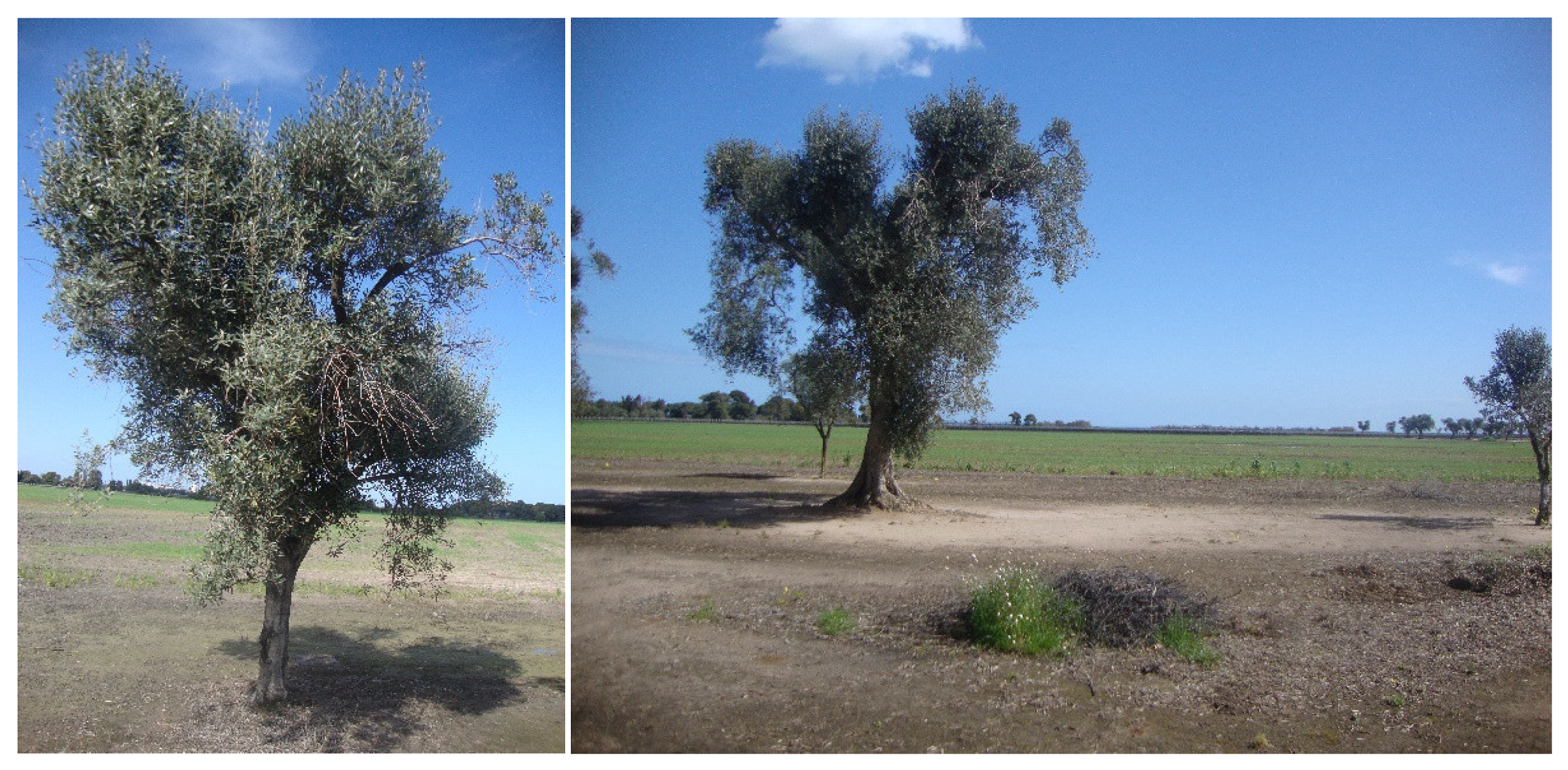 Agronomy 12 02475 g008 Agronomy 12 02475 g008