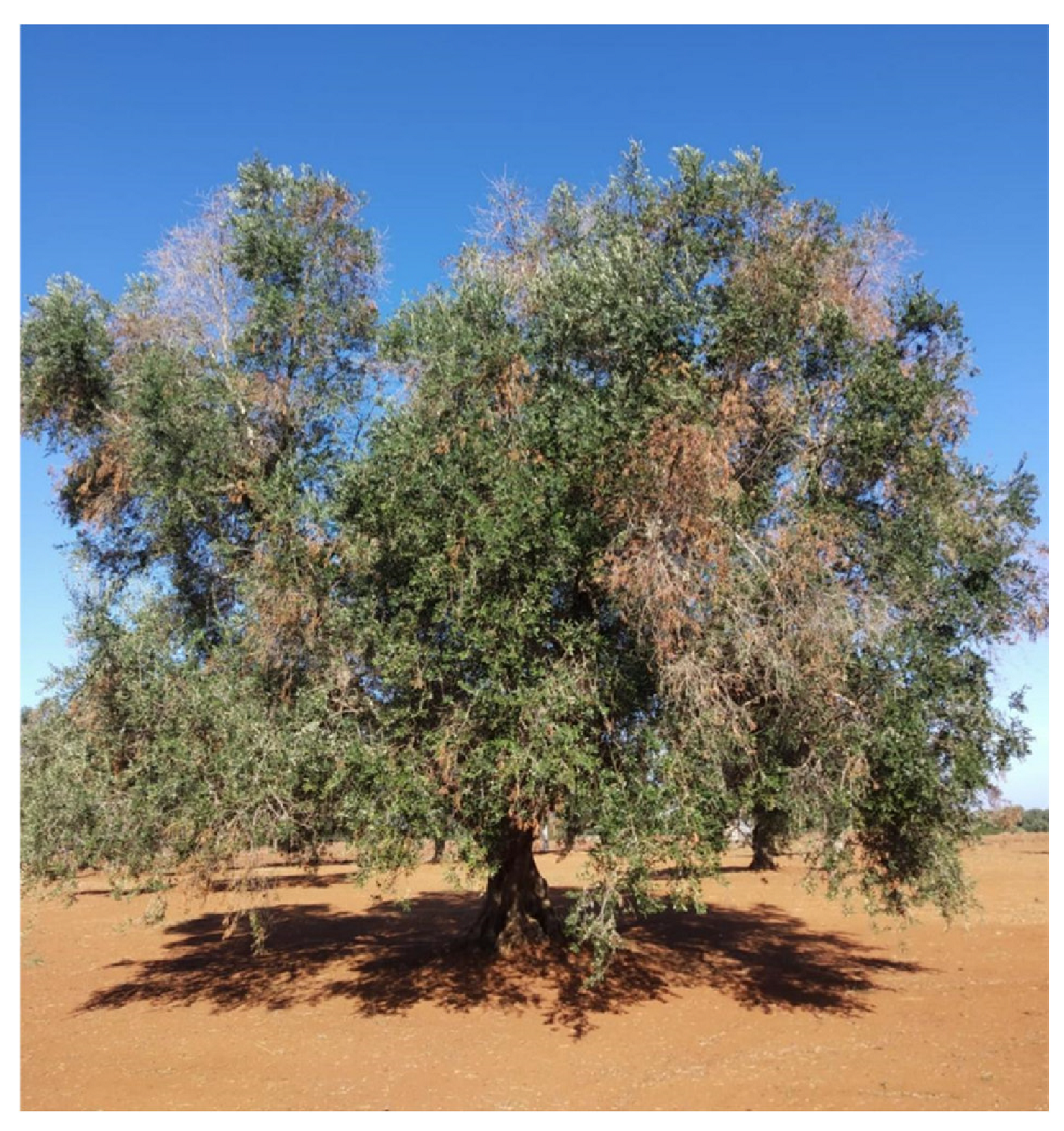 Agronomy 12 02475 g009 Agronomy 12 02475 g009