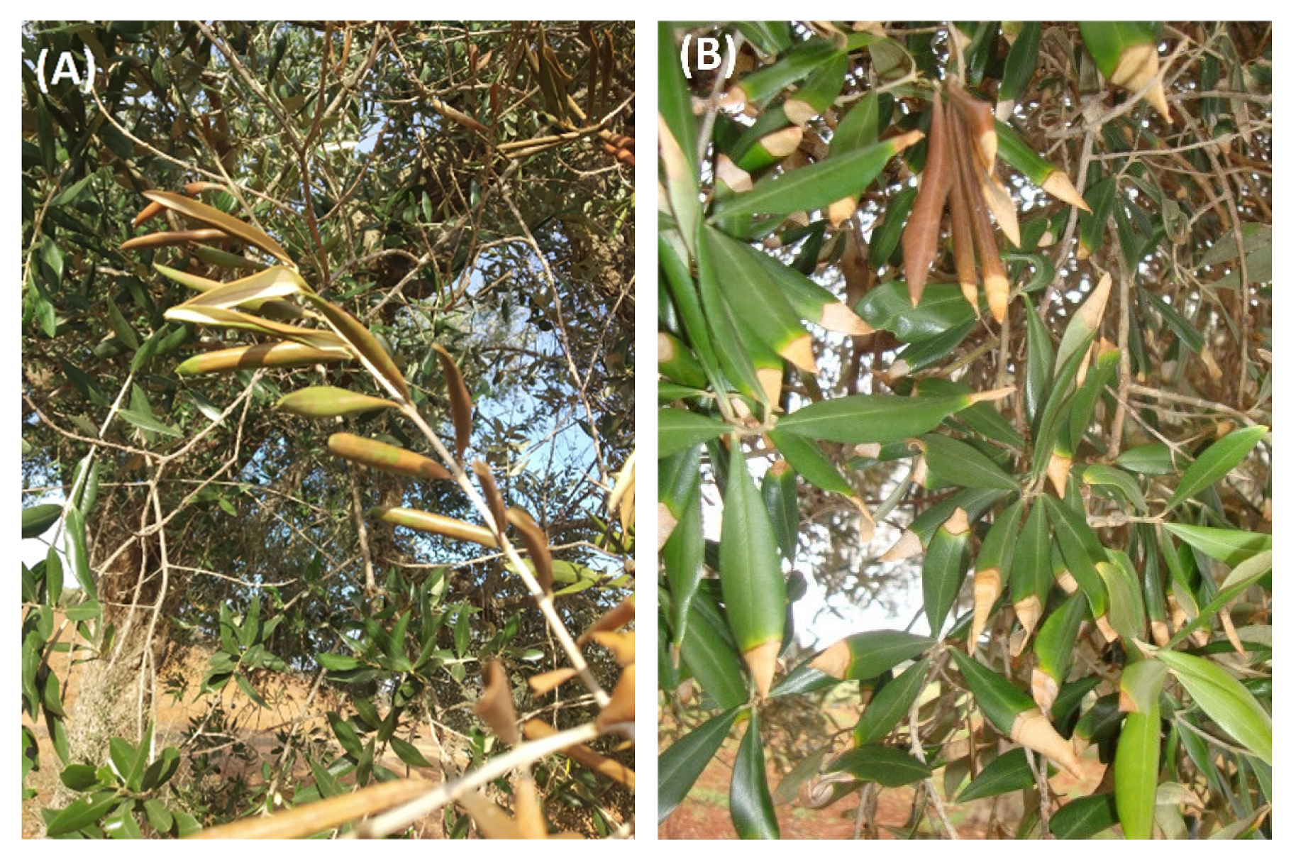 Agronomy 12 02475 g010 Agronomy 12 02475 g010