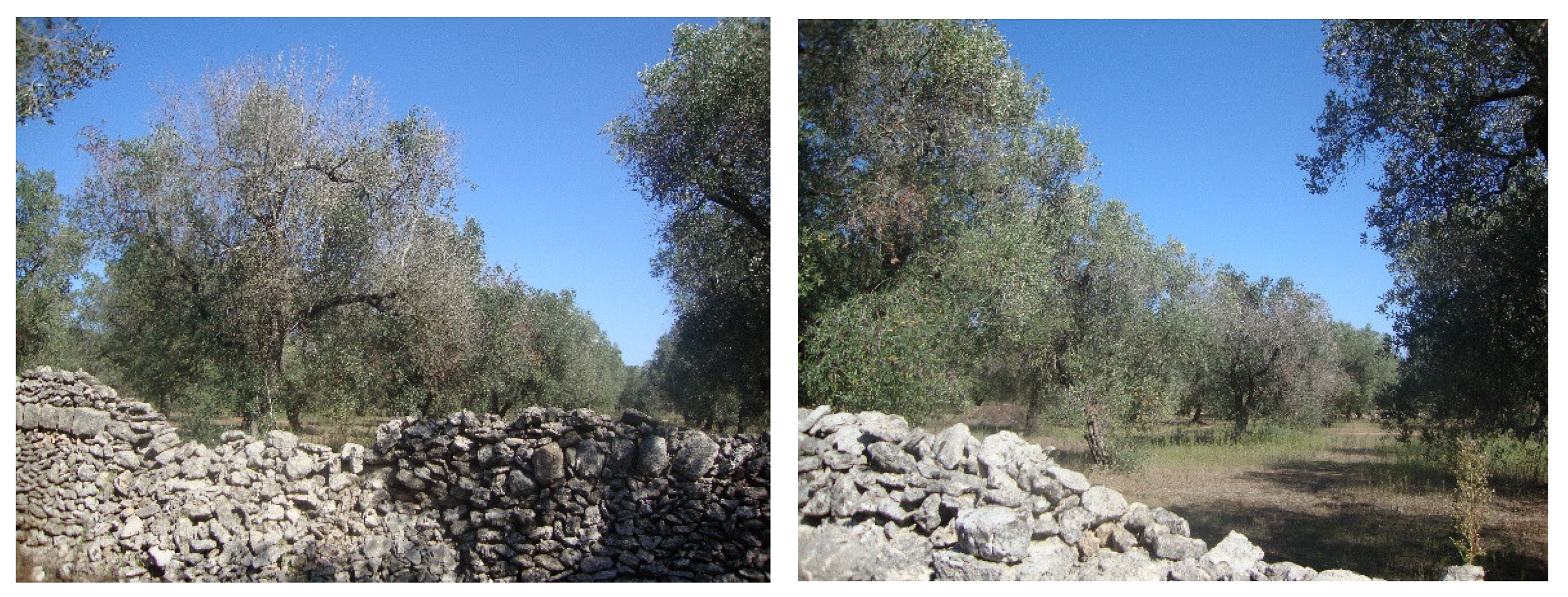 Agronomy 12 02475 g011 Agronomy 12 02475 g011