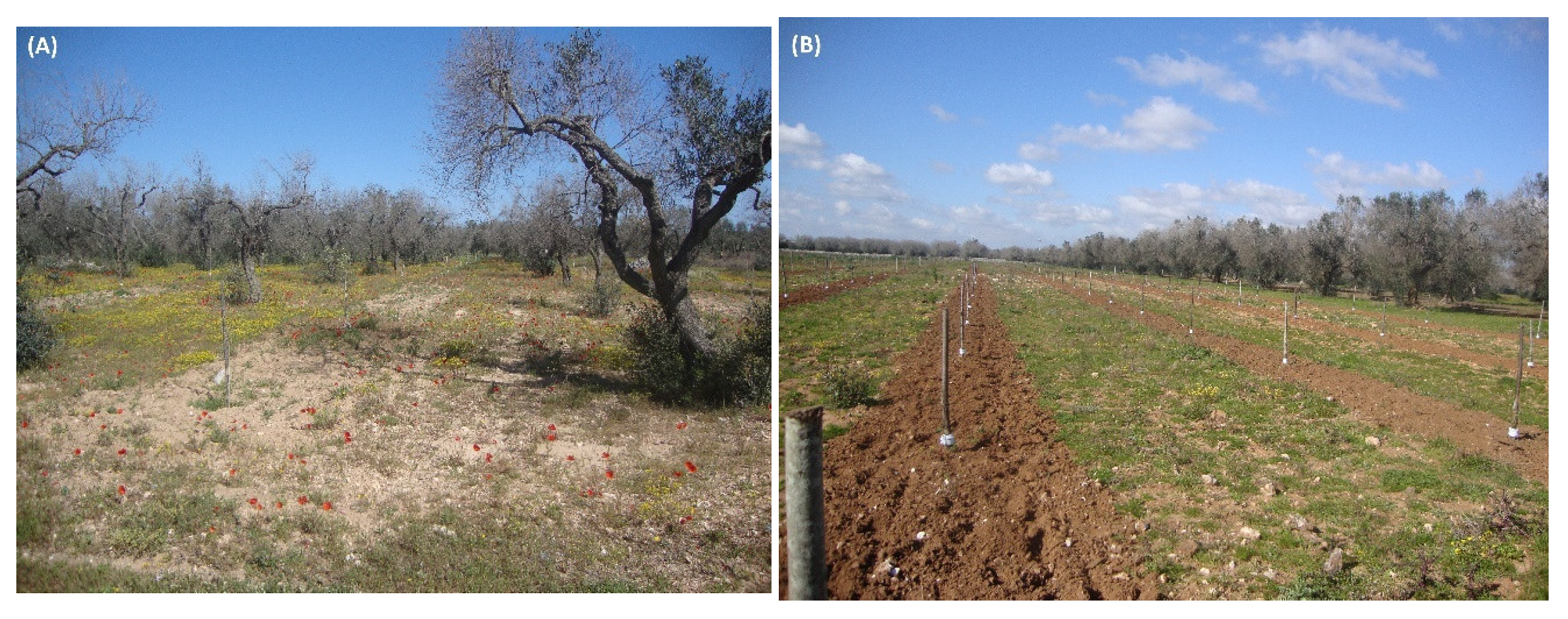 Agronomy 12 02475 g012 Agronomy 12 02475 g012