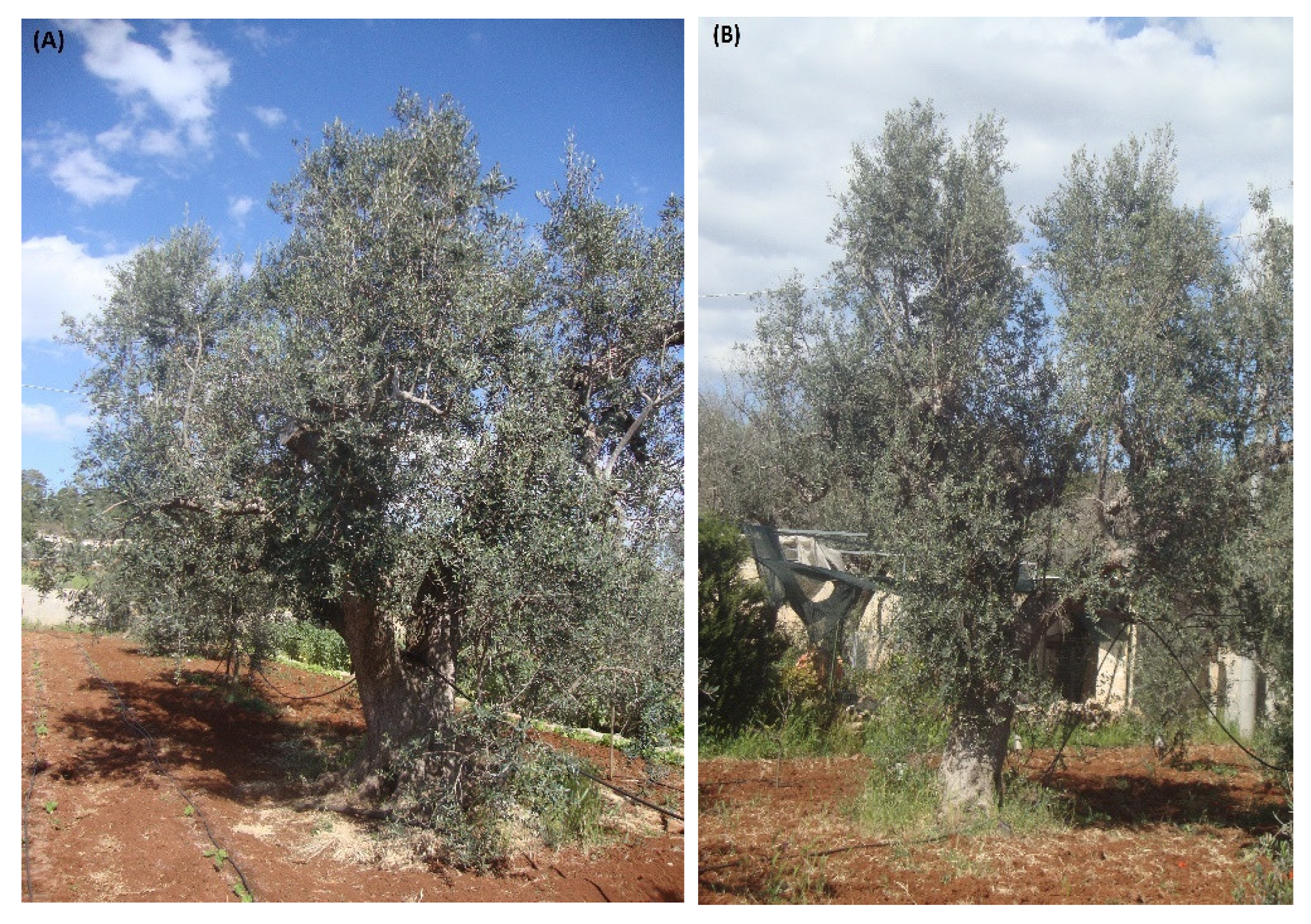 Agronomy 12 02475 g013 Agronomy 12 02475 g013