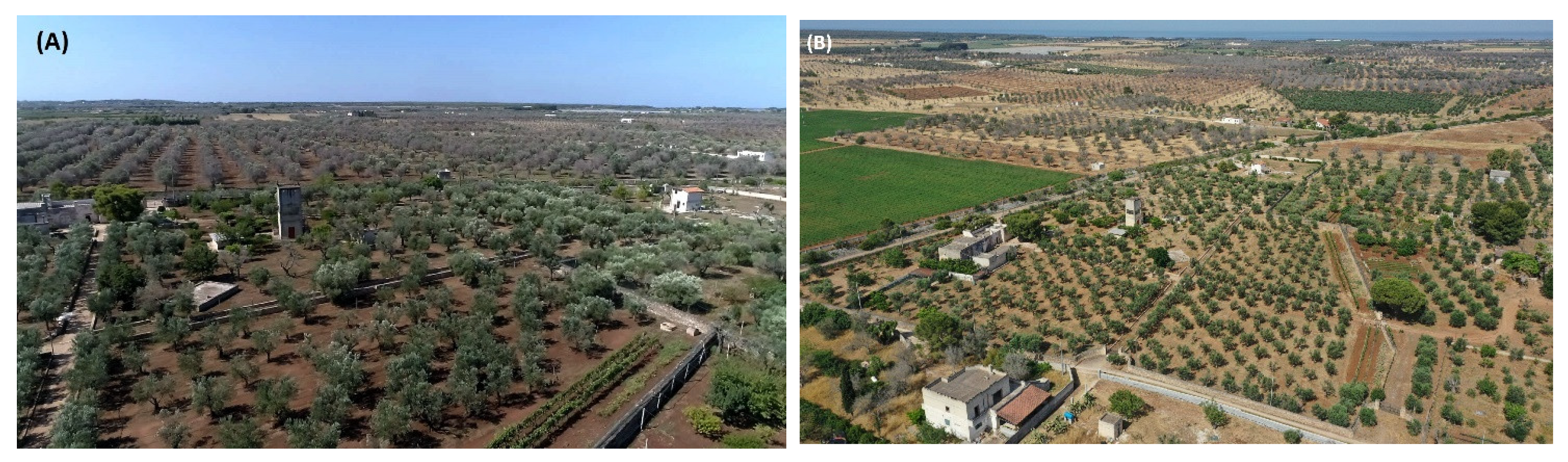 Agronomy 12 02475 g015 Agronomy 12 02475 g015