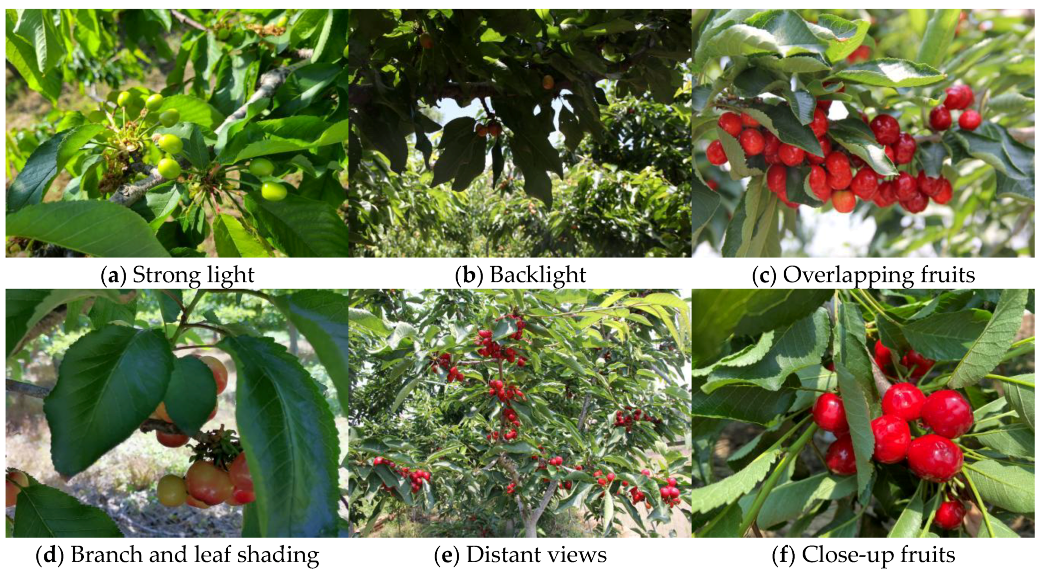 Agronomy 12 02482 g002