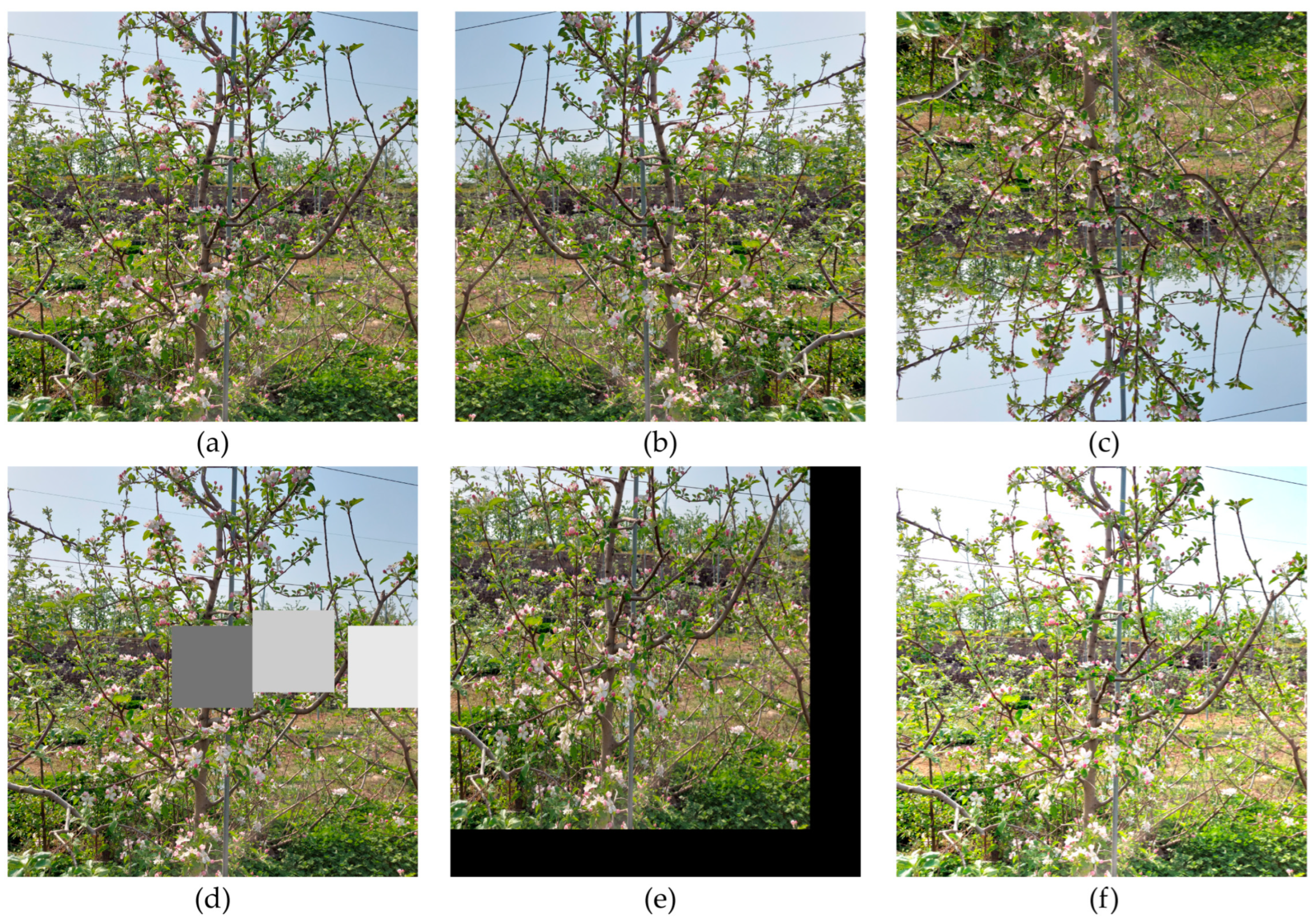 Agronomy 12 02483 g004 Agronomy 12 02483 g004