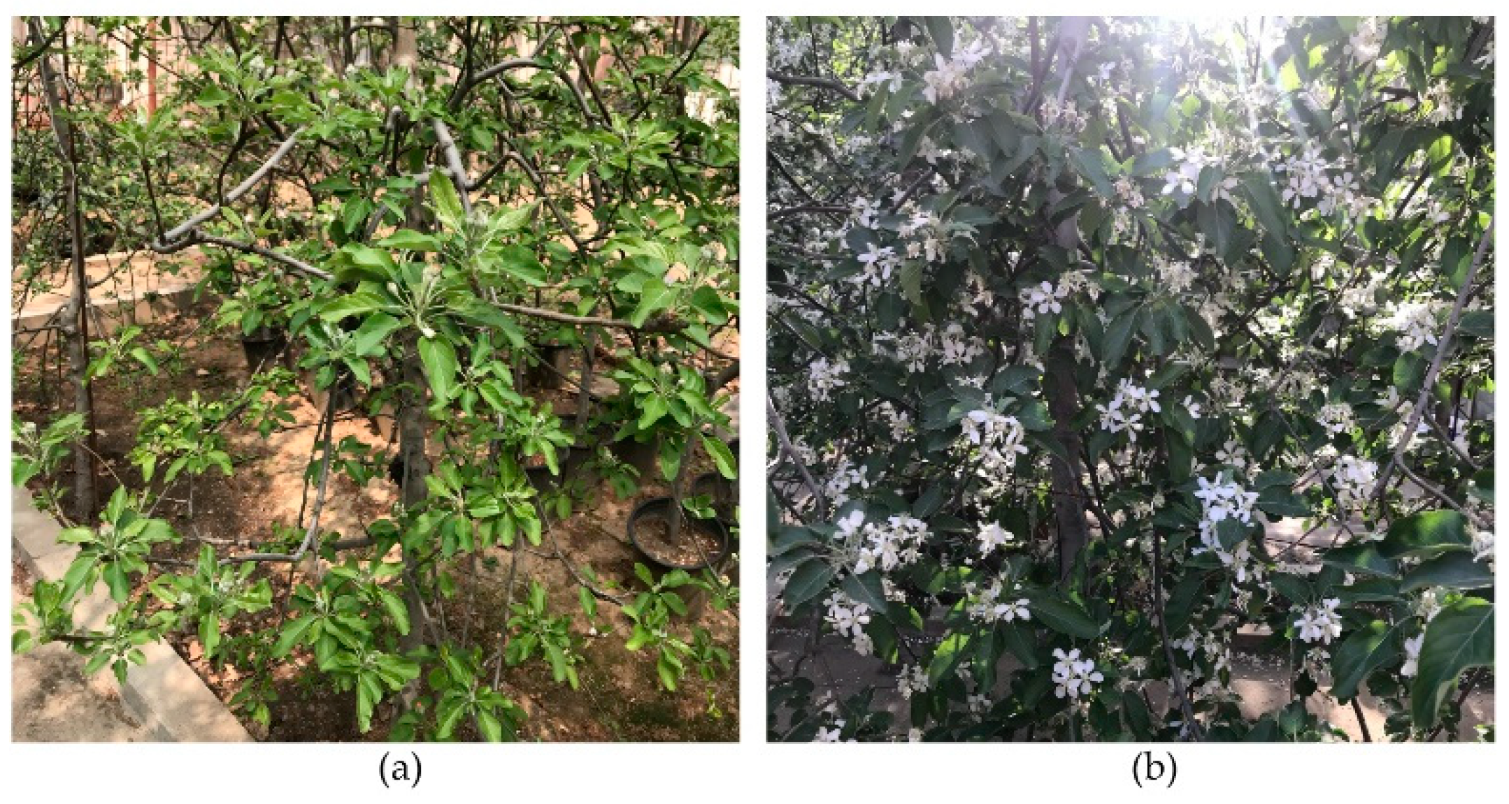 Agronomy 12 02483 g005 Agronomy 12 02483 g005