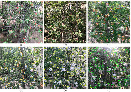 Automatic Estimation of Apple Orchard Blooming Levels Using the ...