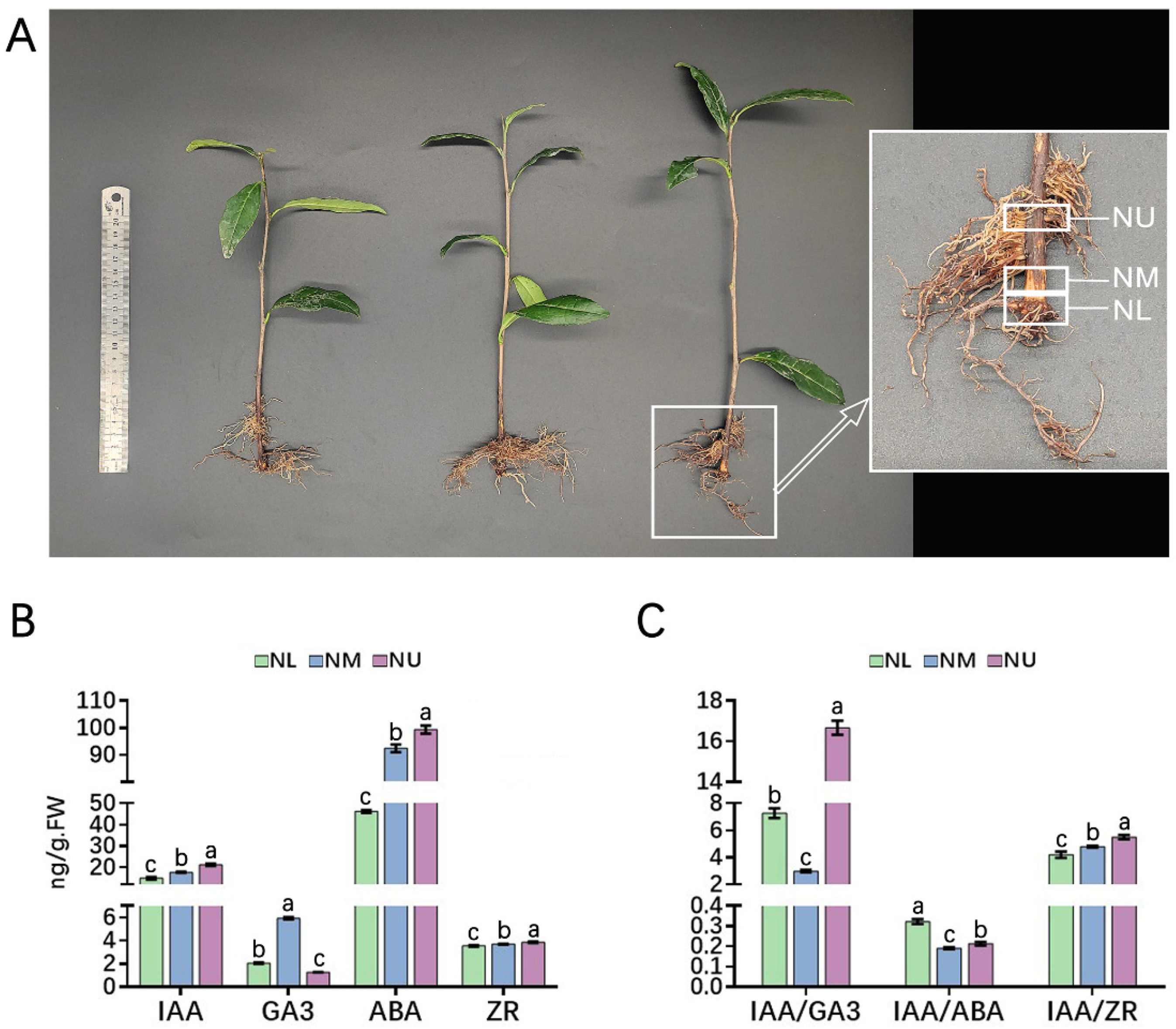 Agronomy 12 02486 g001