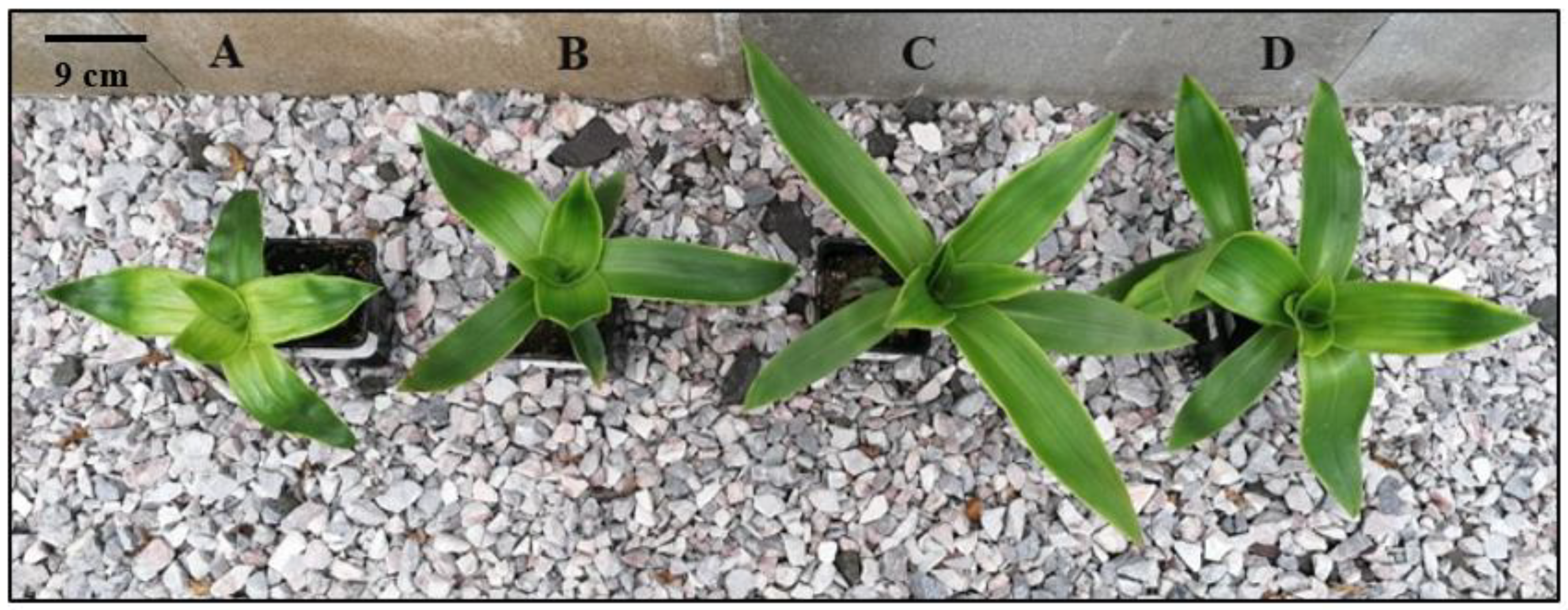 Agronomy 12 02520 g003