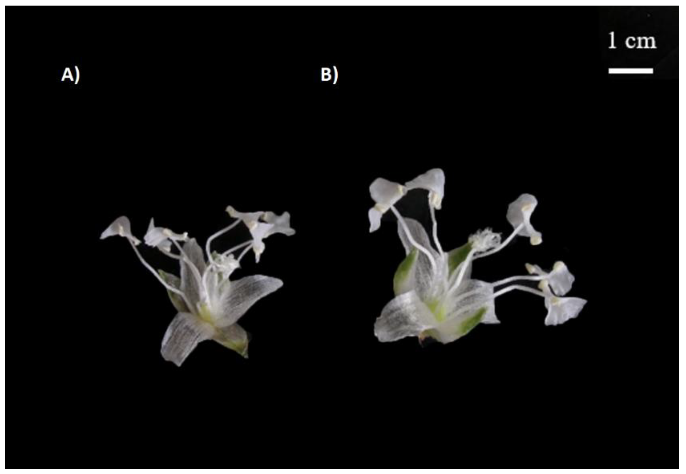 Agronomy 12 02520 g004