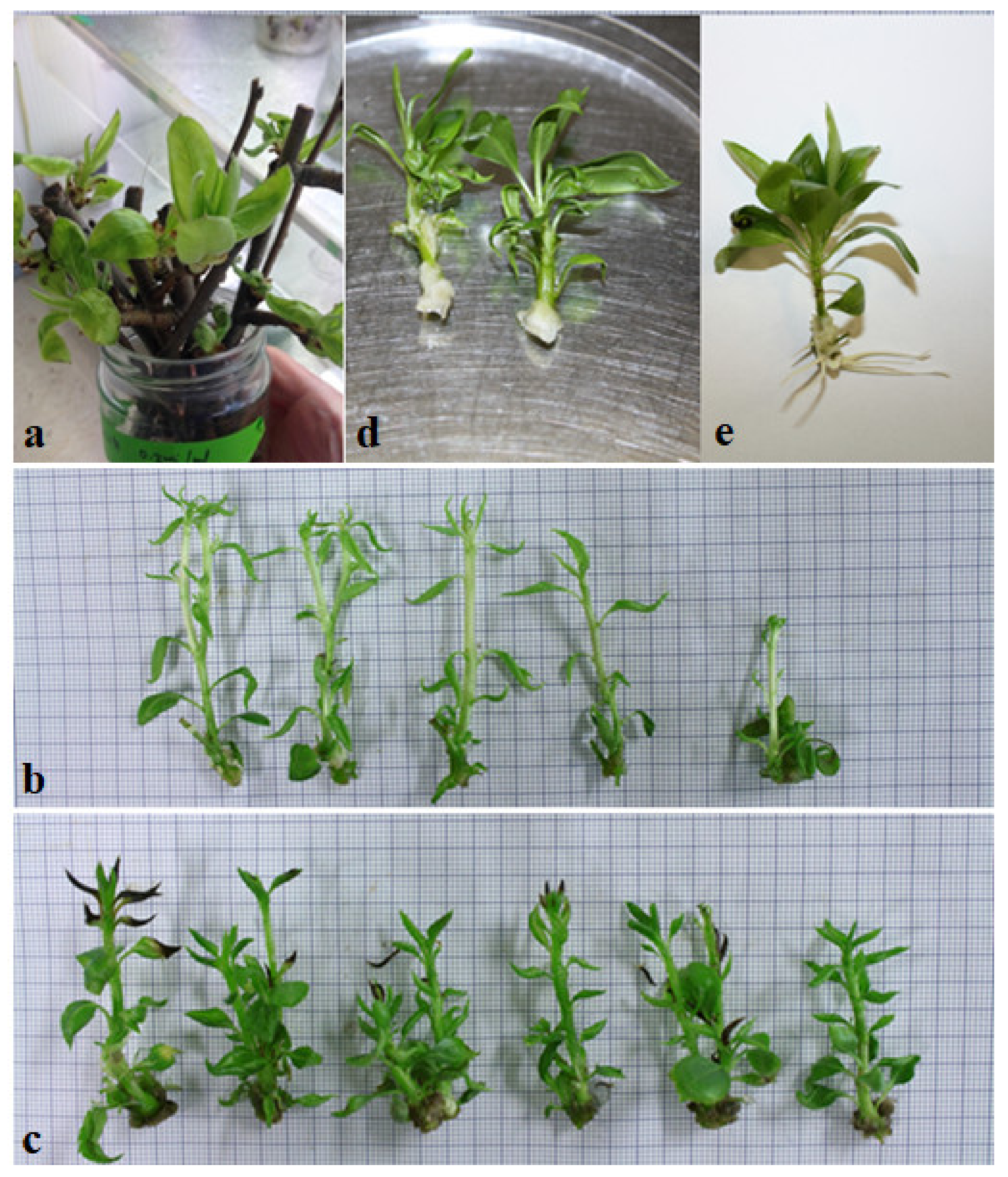 Agronomy Free Full Text LED Lighting Effects on Plant Growth