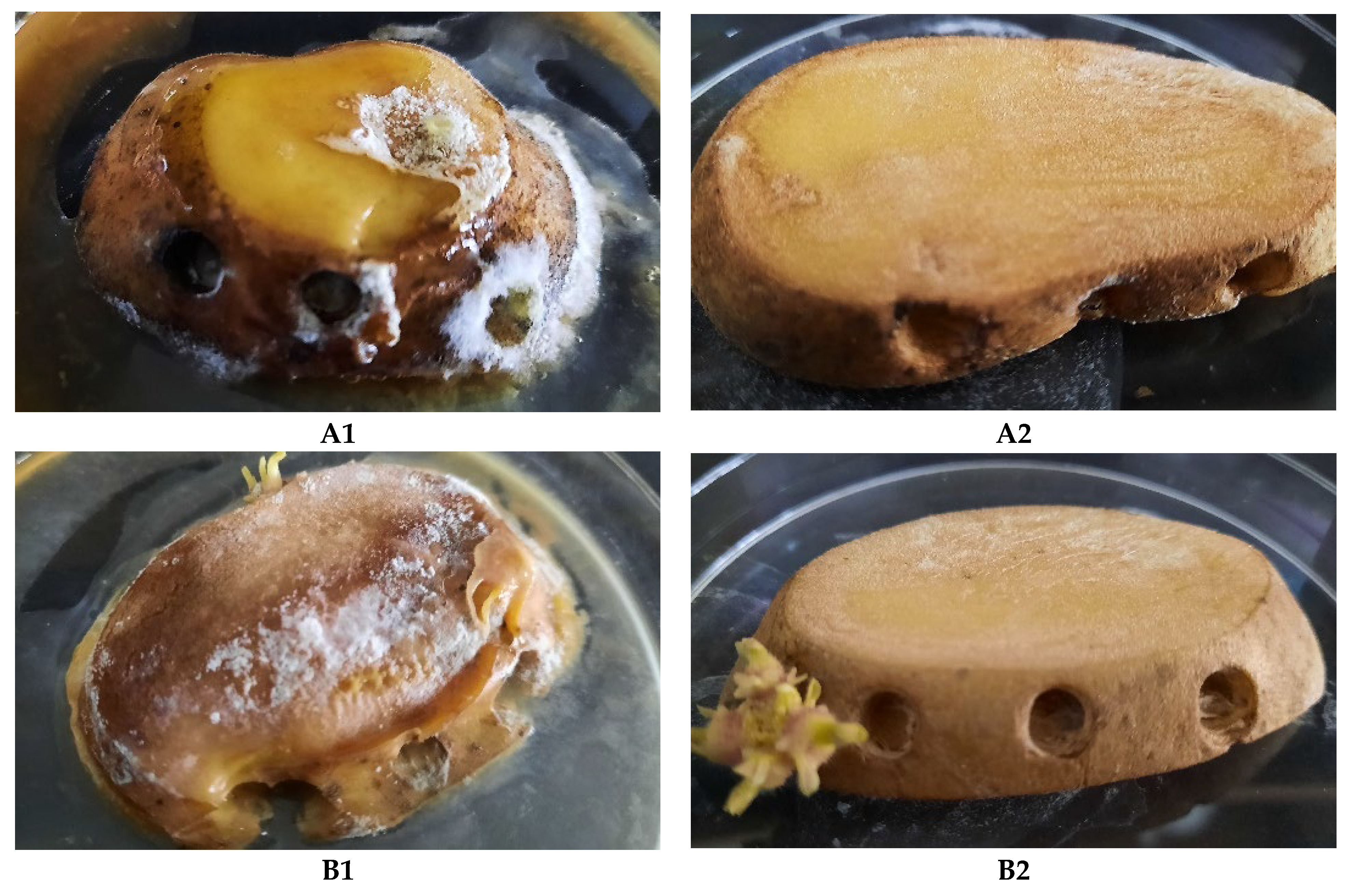 Agronomy 12 02546 g009