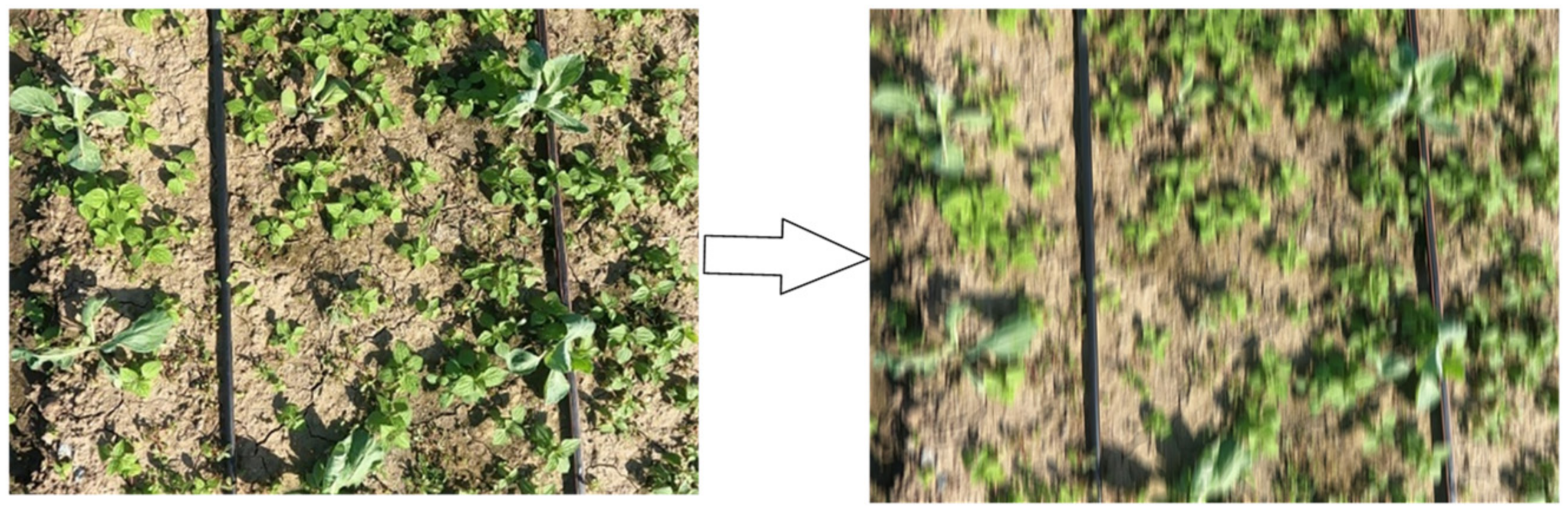 Agronomy 12 02551 g004 Agronomy 12 02551 g004