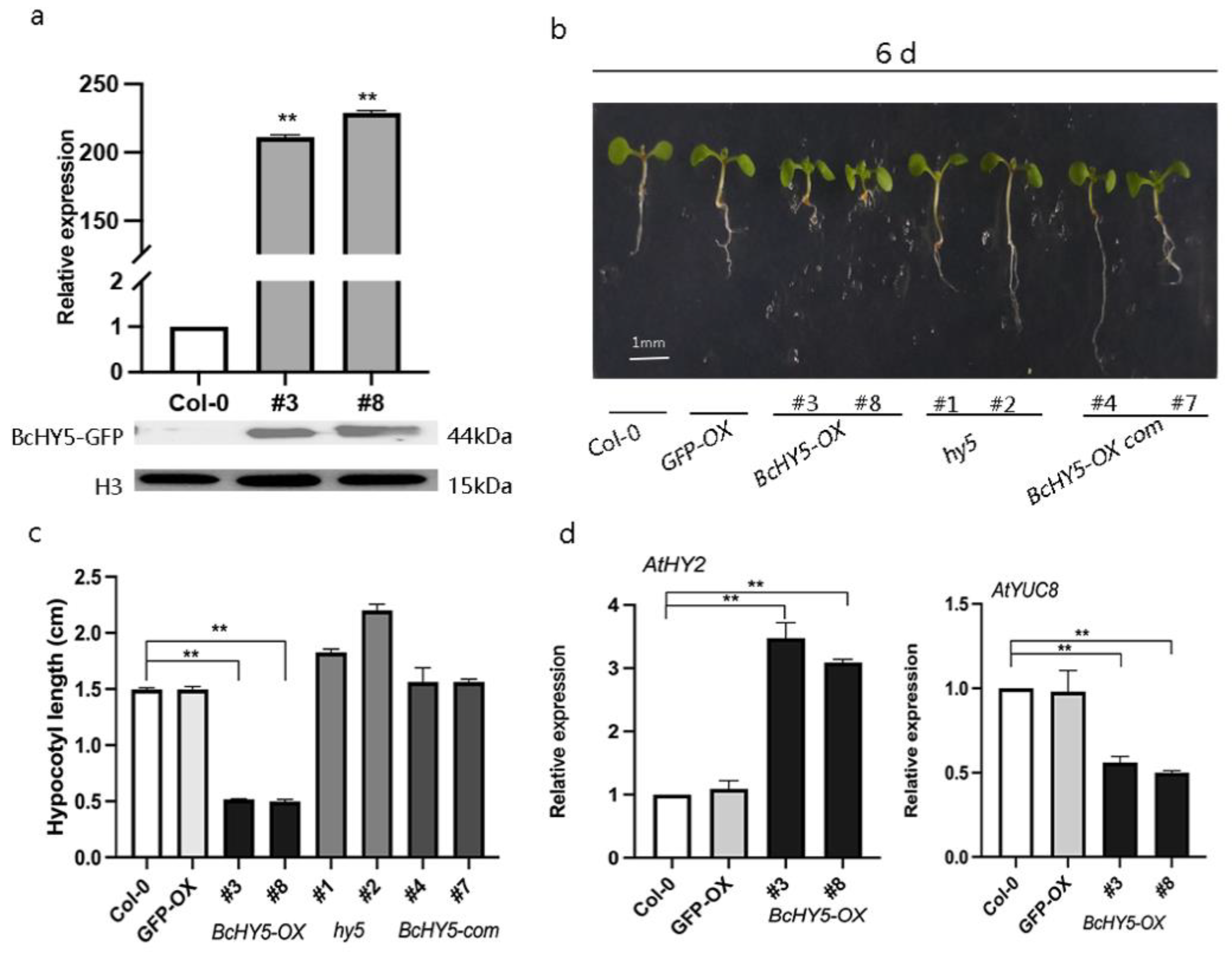 Agronomy 12 02573 g003 Agronomy 12 02573 g003